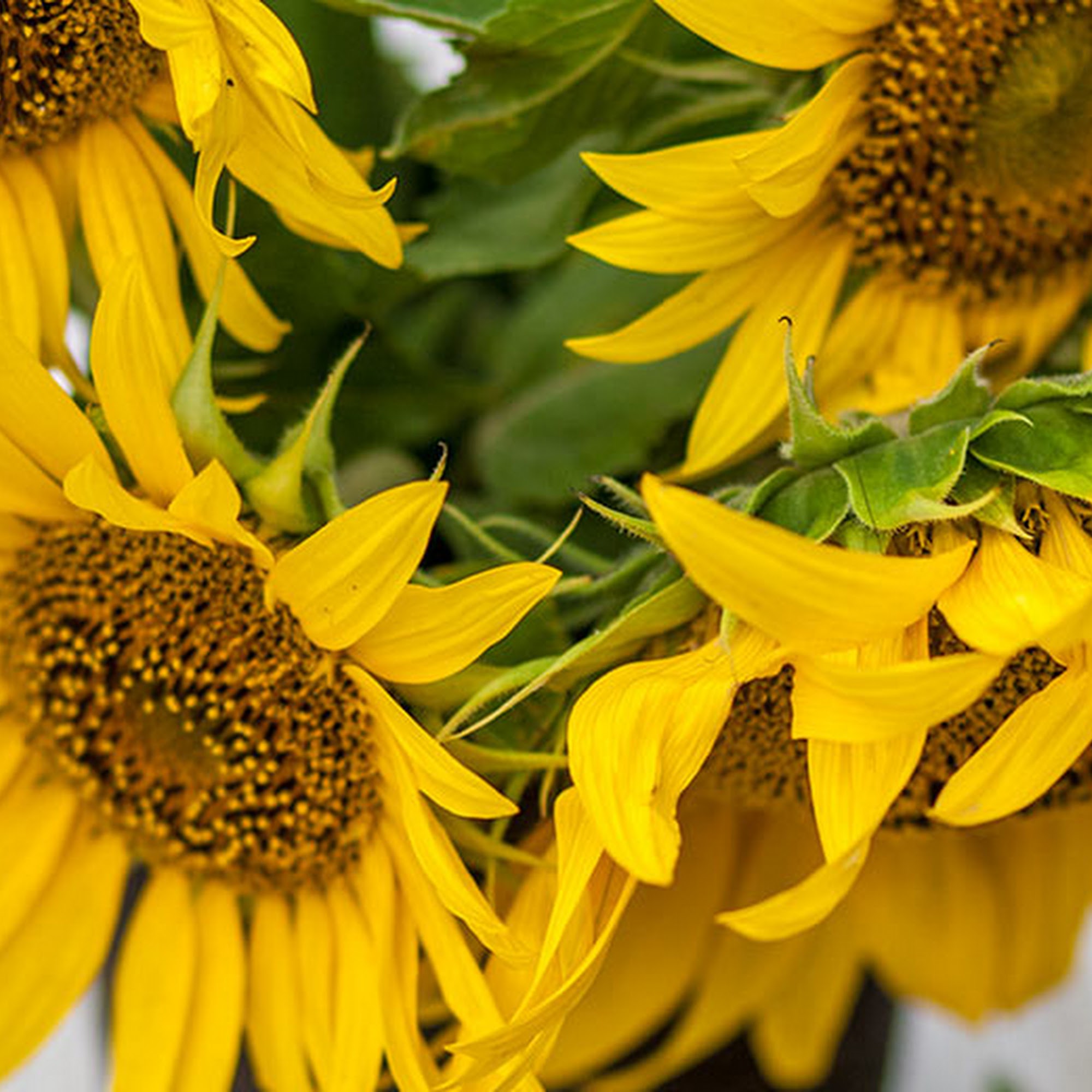 Schnucks Eureka Pointe Floral