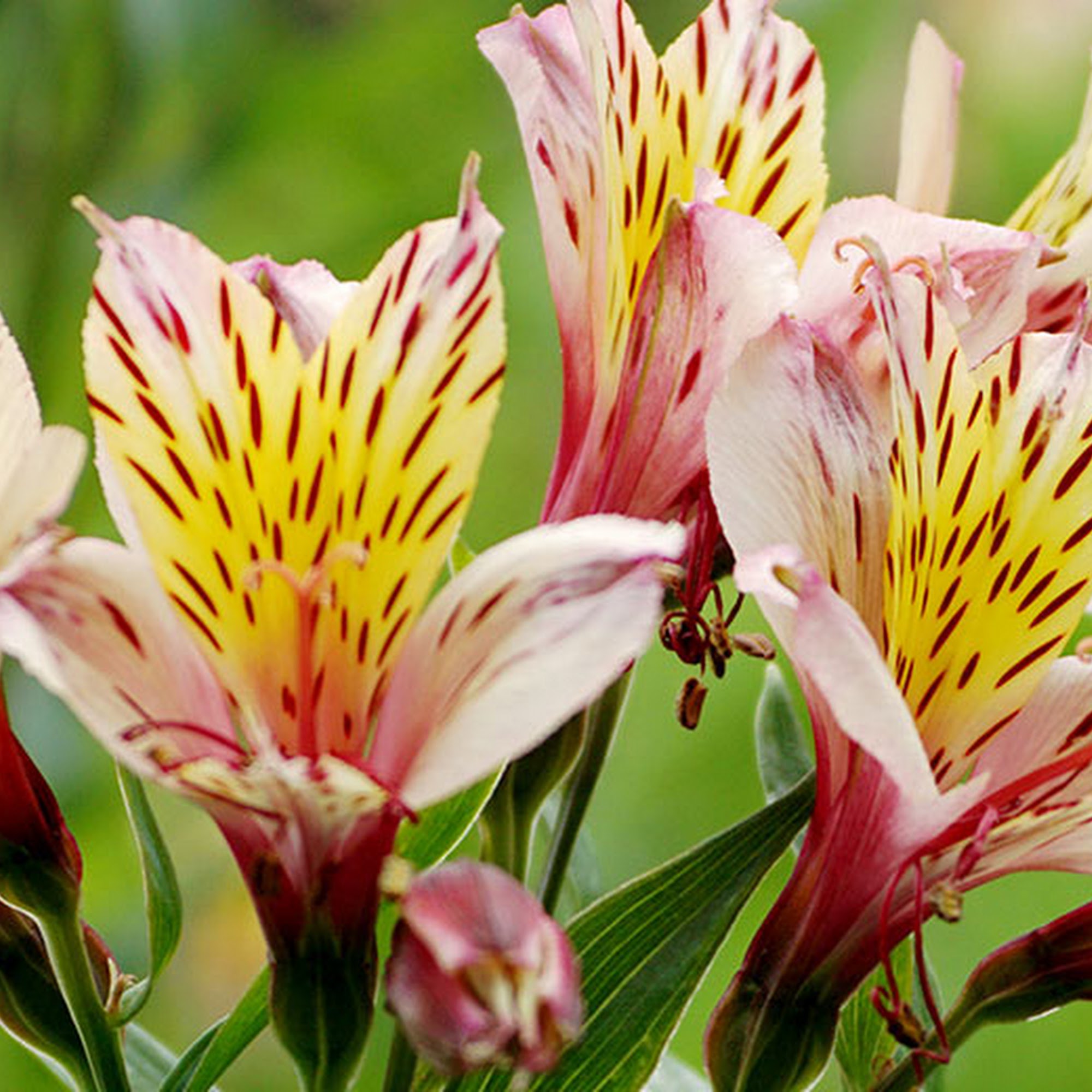 Schnucks Eureka Pointe Floral