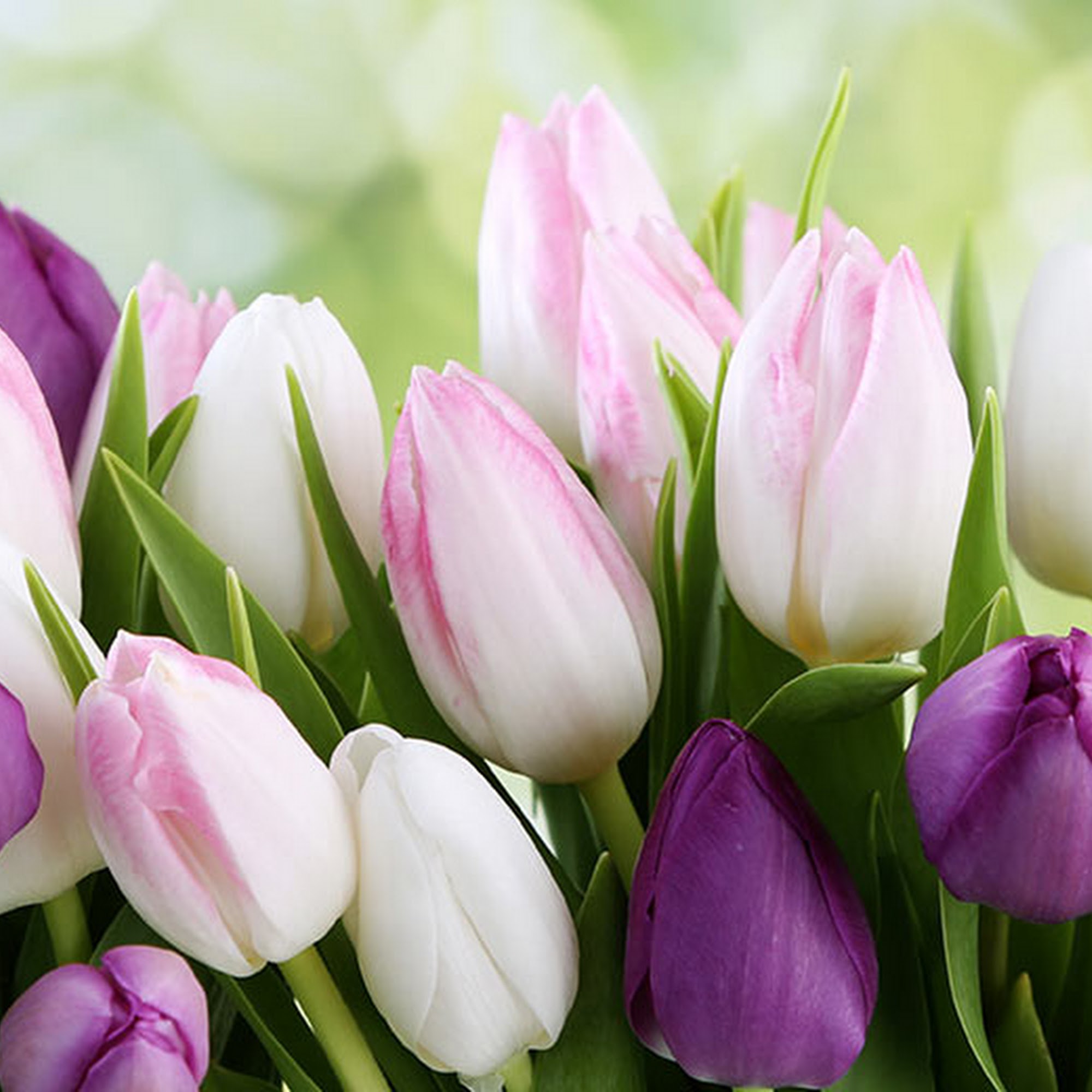 Schnucks Eureka Pointe Floral