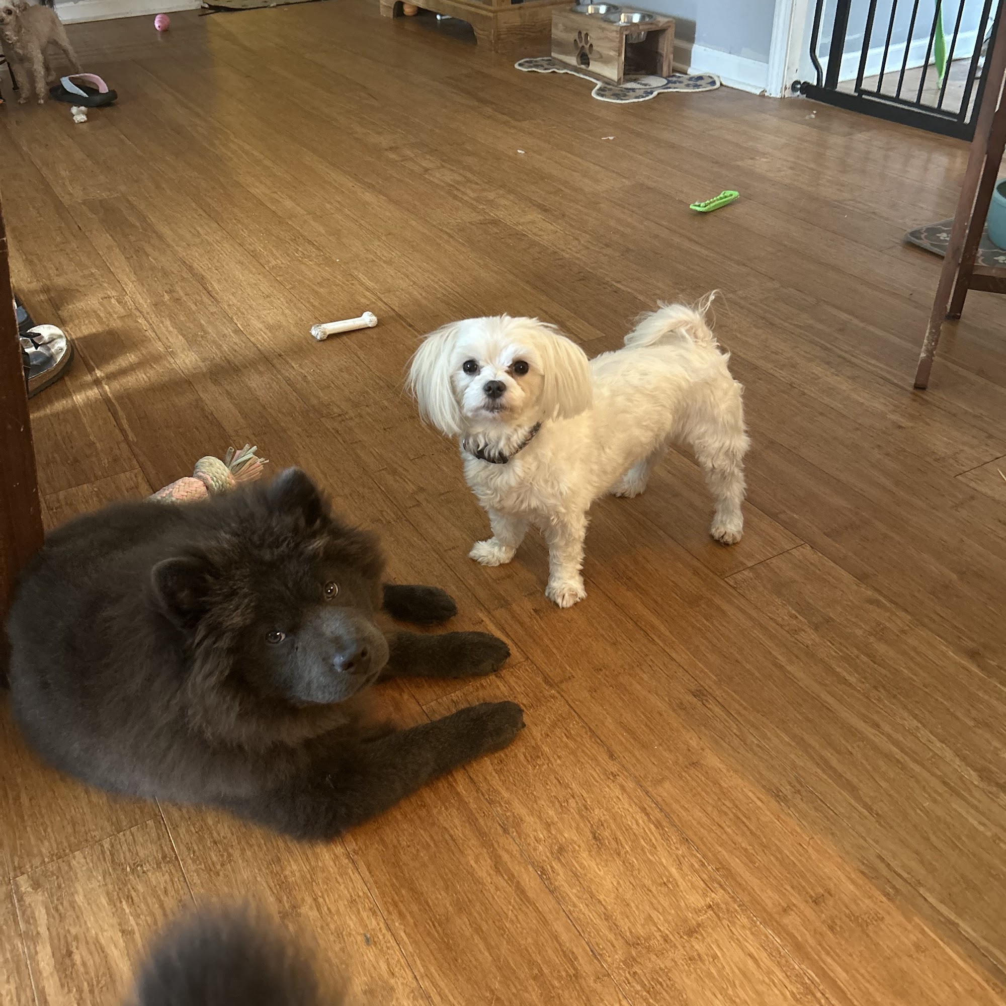 Vintage Plaza Veterinary Hospital Excelsior Springs