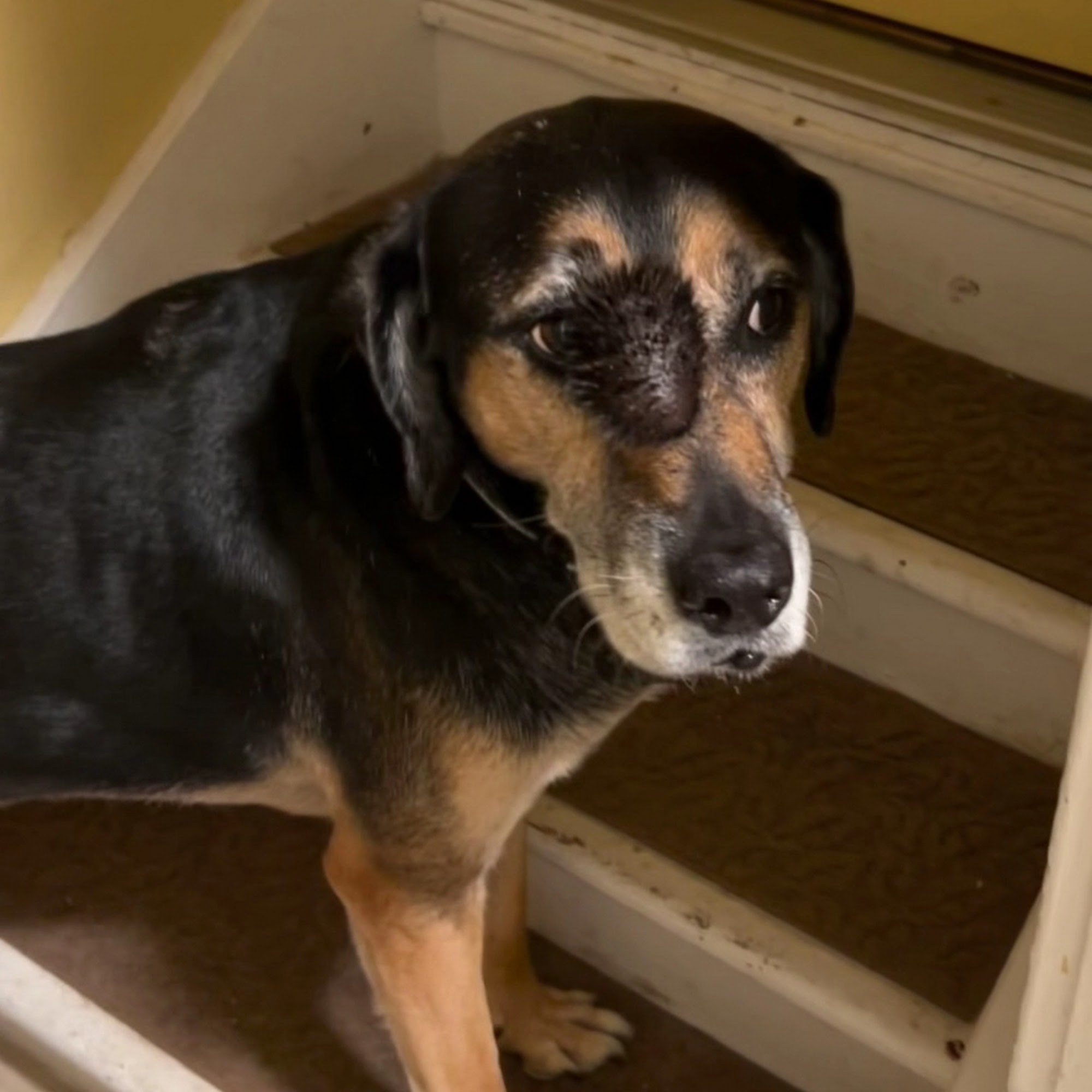 Excelsior Springs Animal Clinic Excelsior Springs