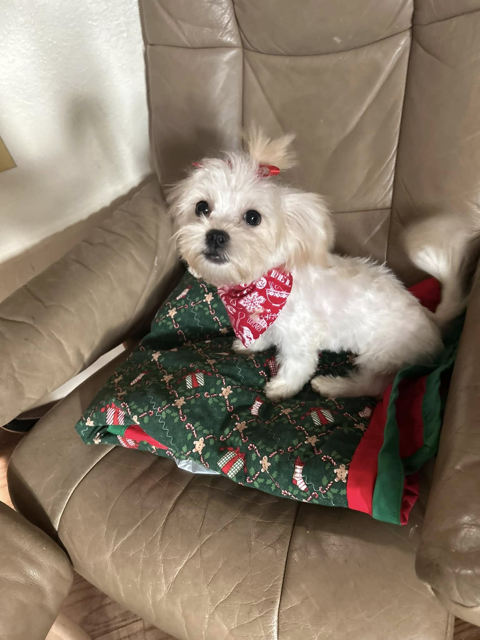 Dogs N Suds Excelsior Springs