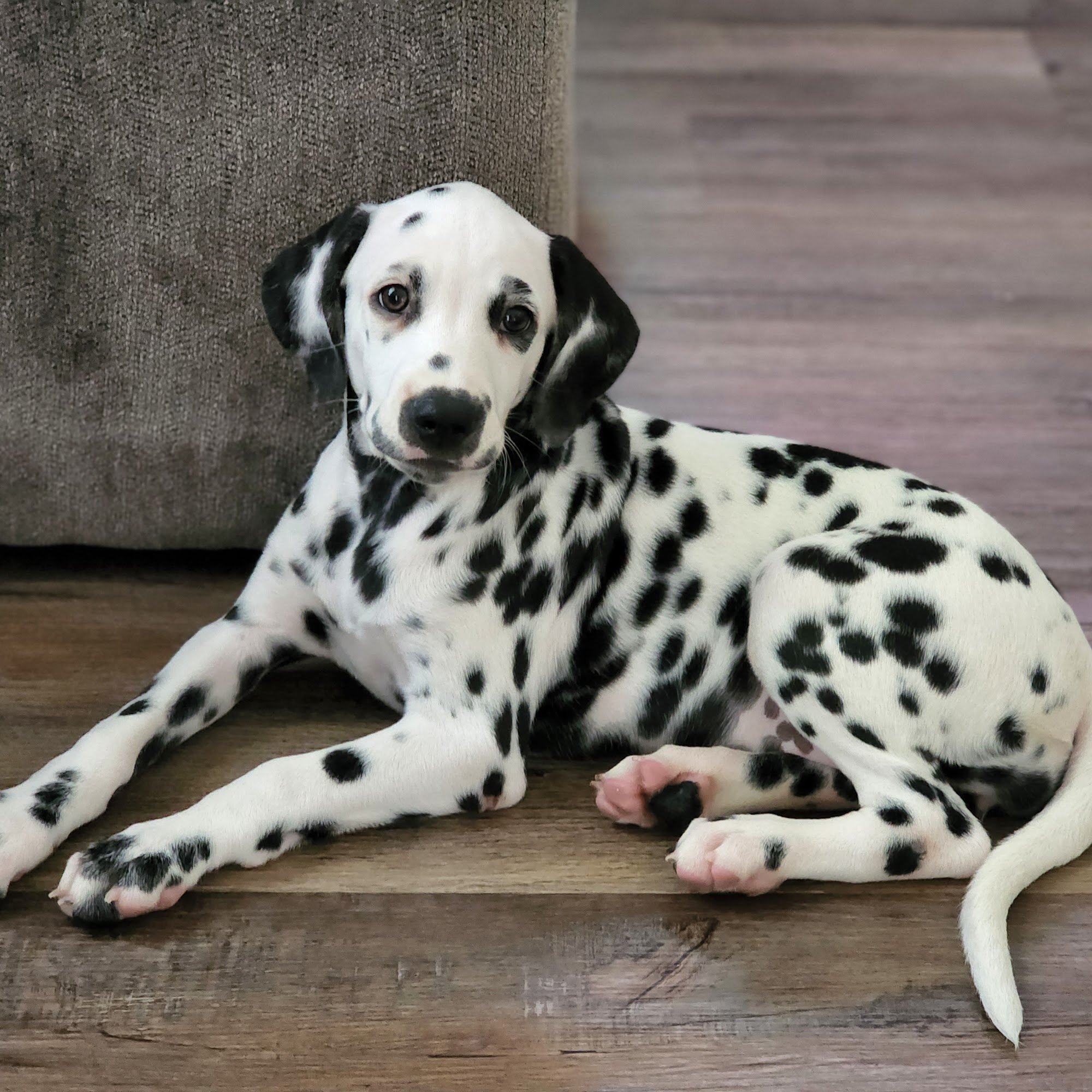 Rose Valley Kennel 34443 W 120th St, Excelsior Springs Missouri 64024