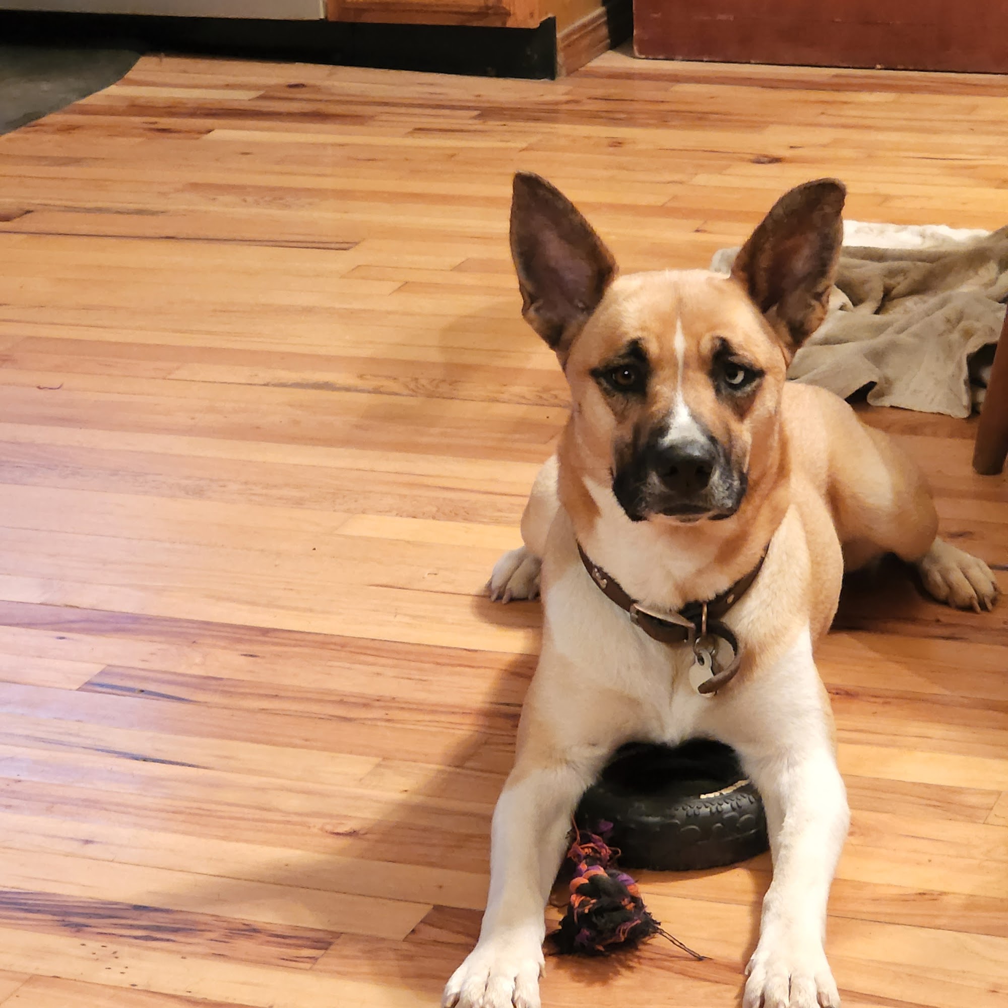 McNeill James DVM Farmington