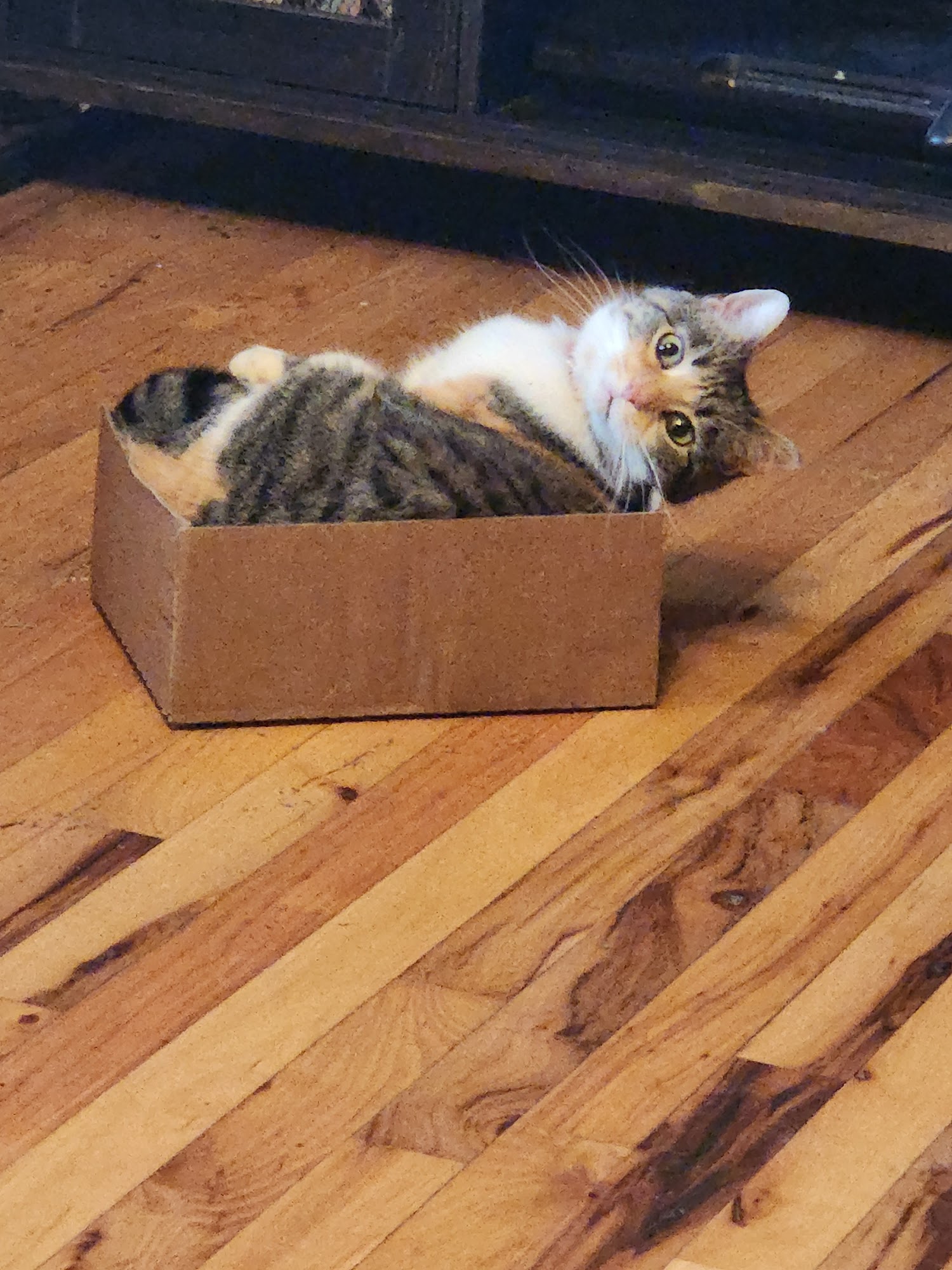 McNeill James DVM Farmington