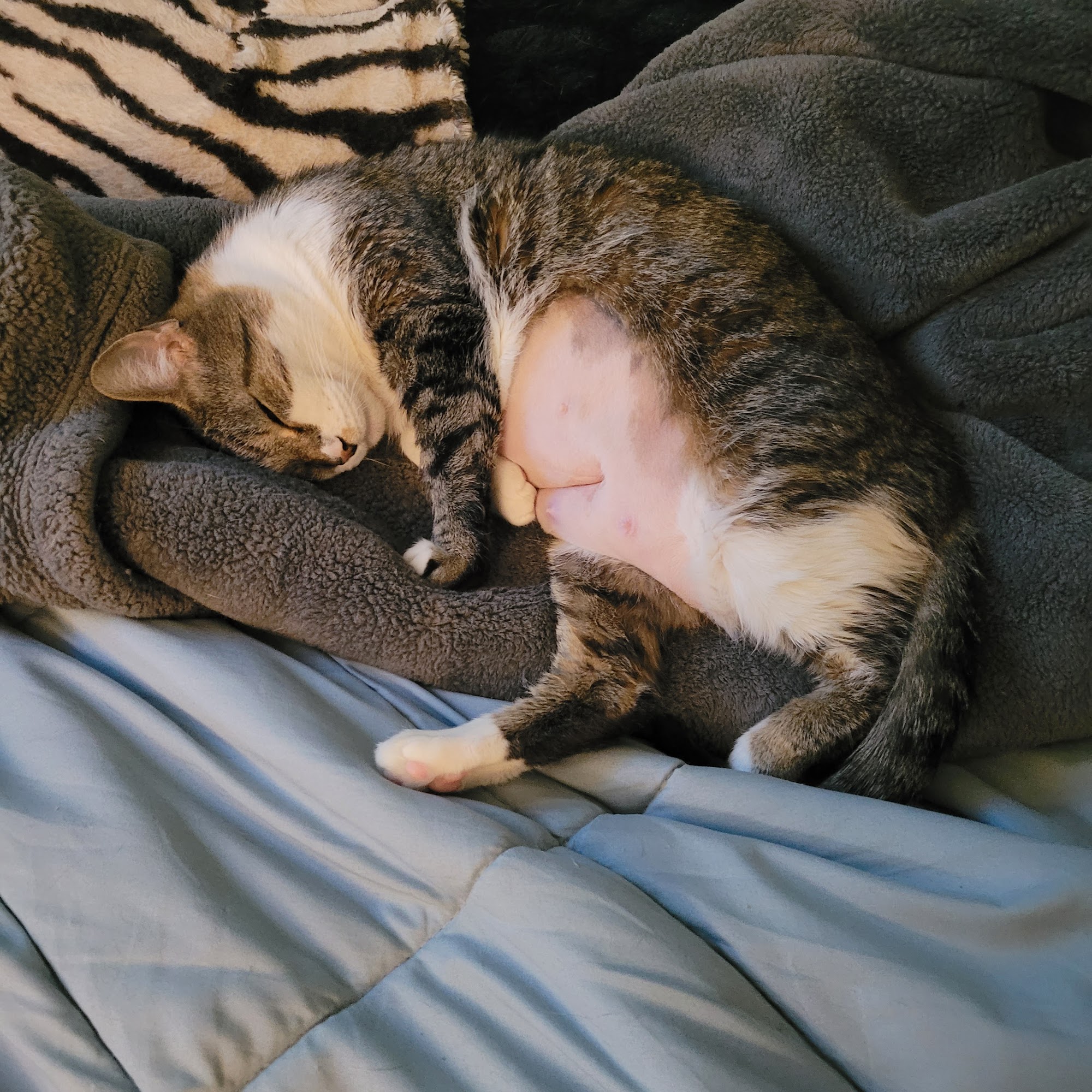 Weber Road Veterinary Clinic Farmington