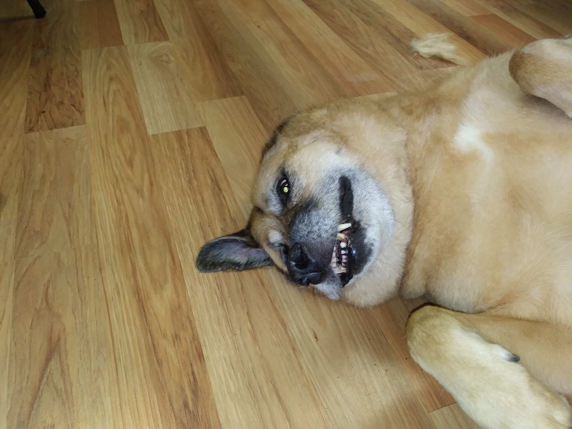 4 Paws Grooming Farmington