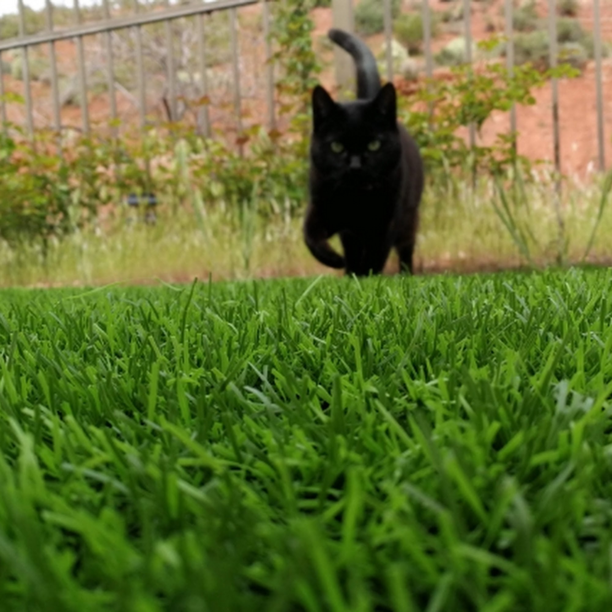 Olde Towne Fenton Veterinary Fenton