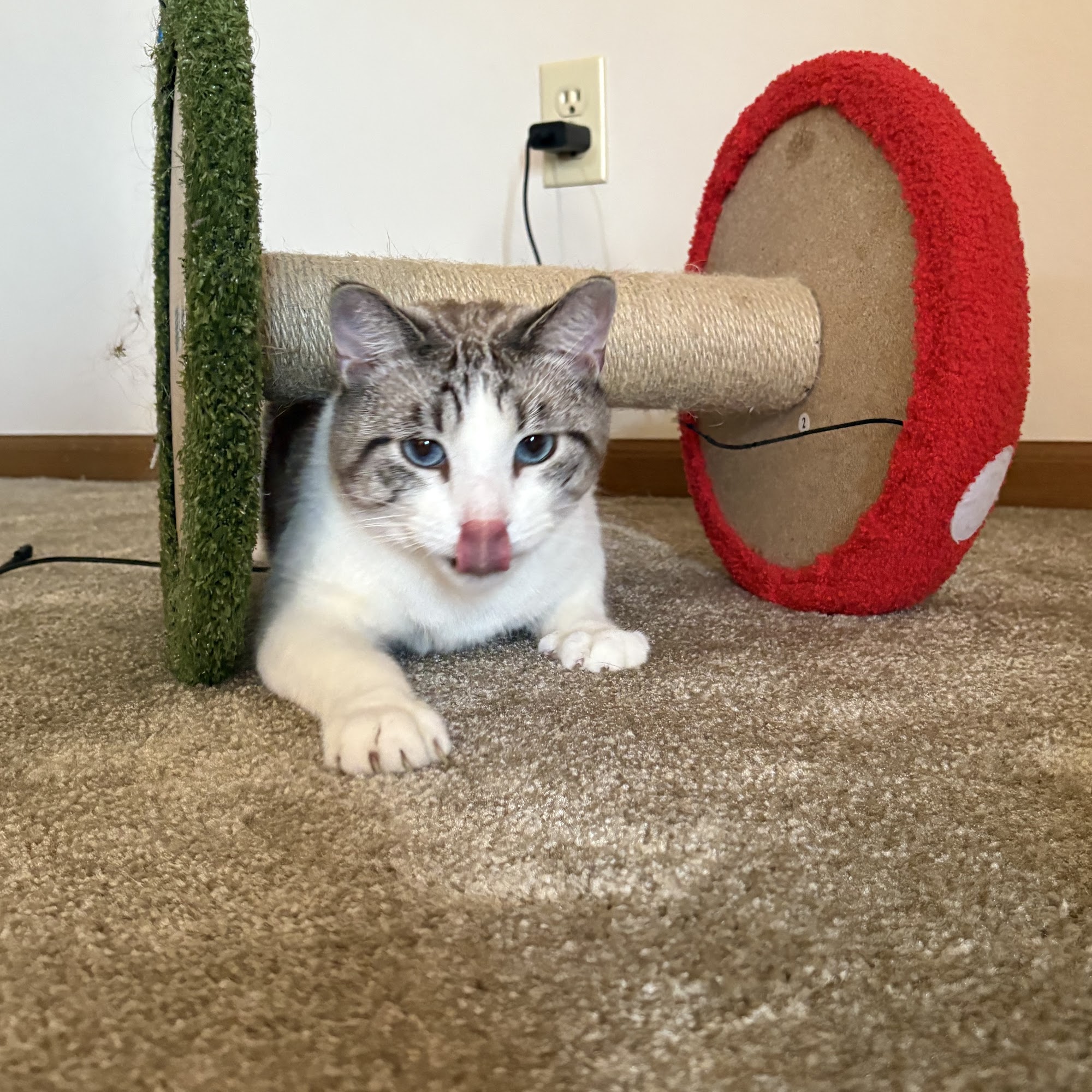 Bentley Animal Hospital Fenton