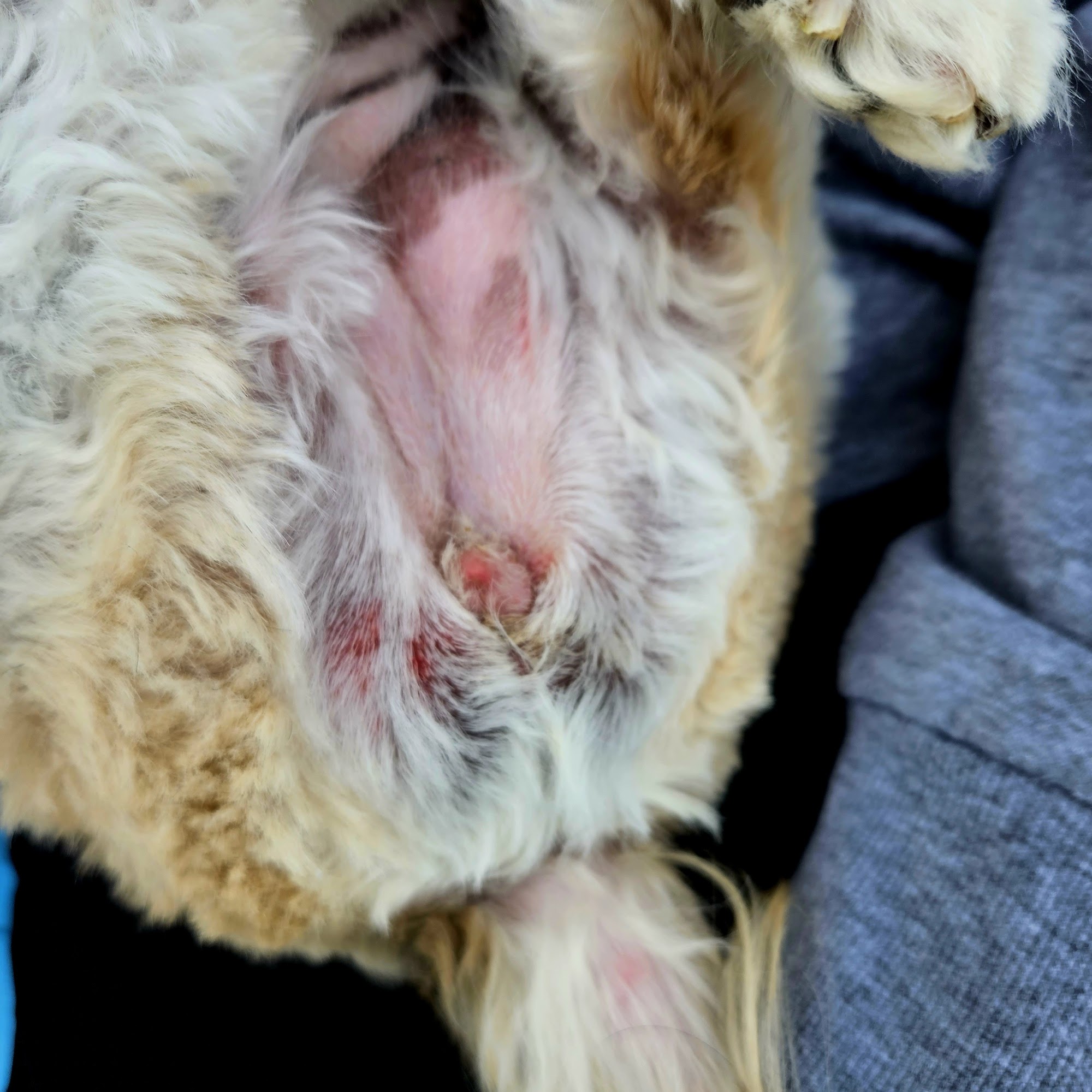 Happy Pets Grooming Spa Fenton