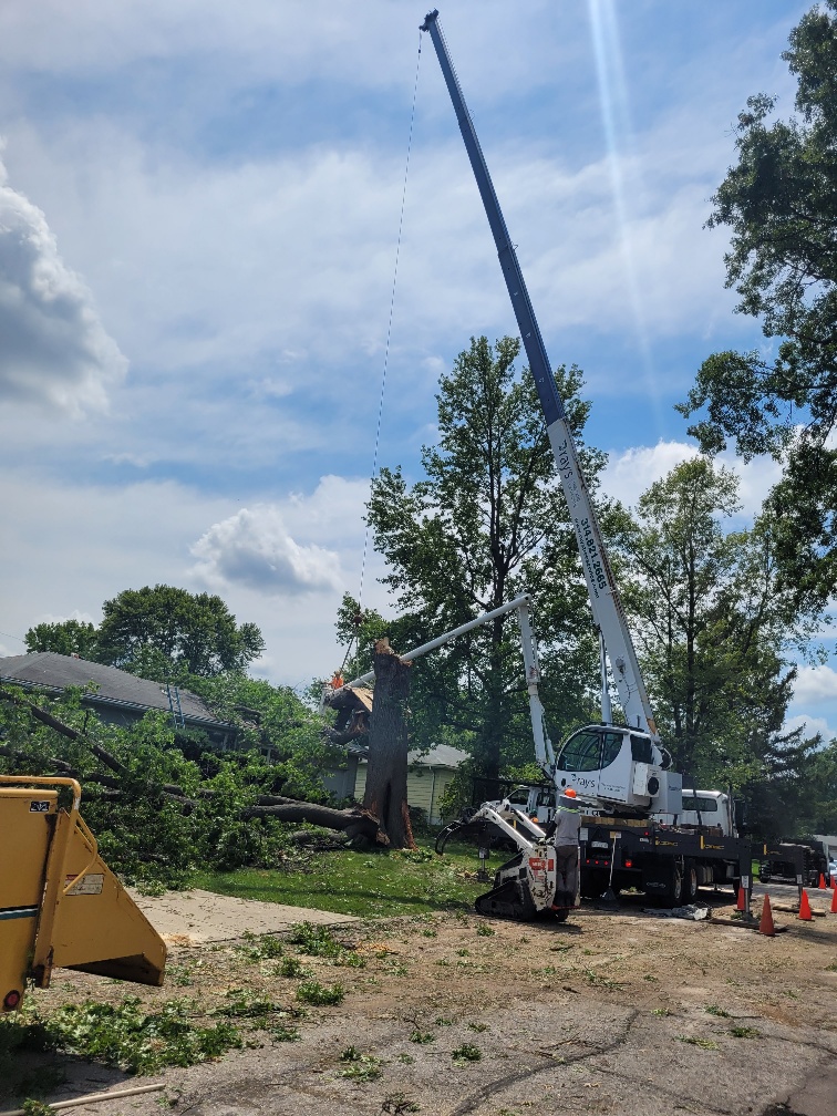 Ray's Tree Services
