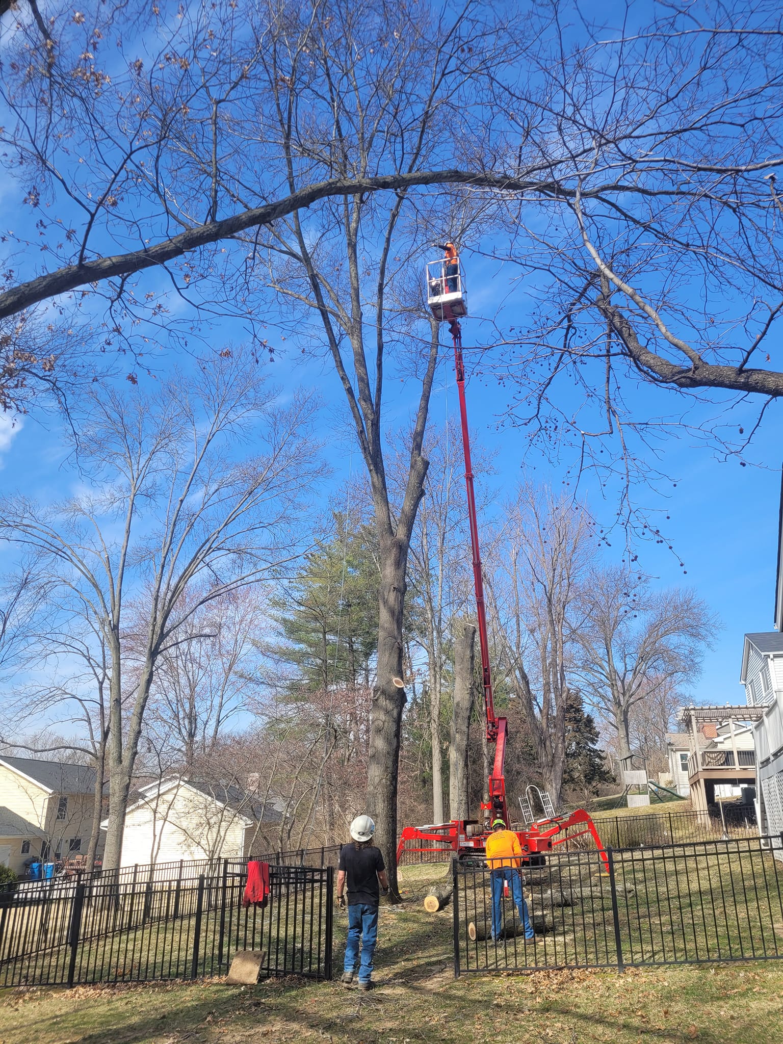 Ray's Tree Services