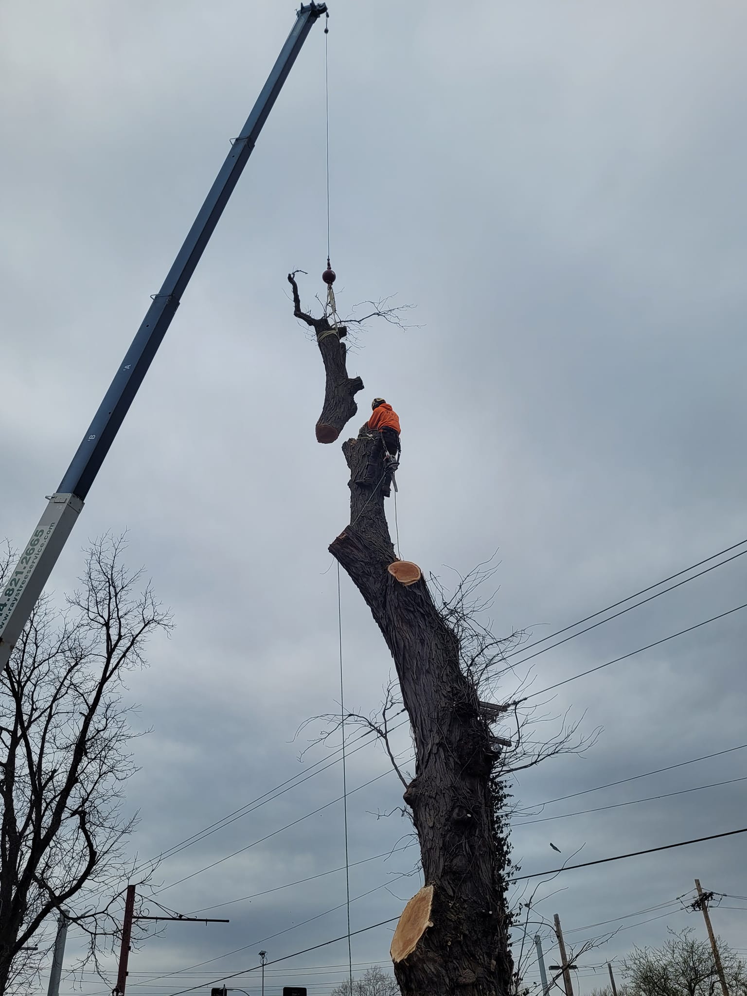 Ray's Tree Services