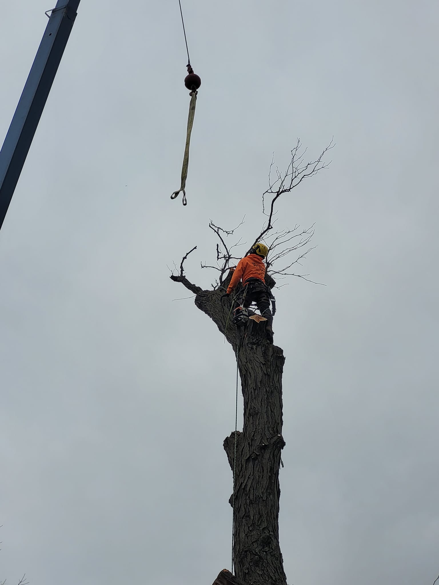 Ray's Tree Services