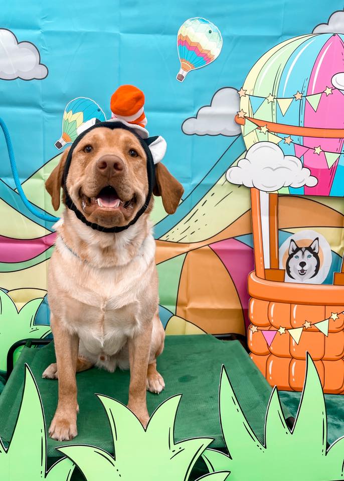 Sled & Breakfast Dog Daycare, Boarding, Training, & Grooming Fenton