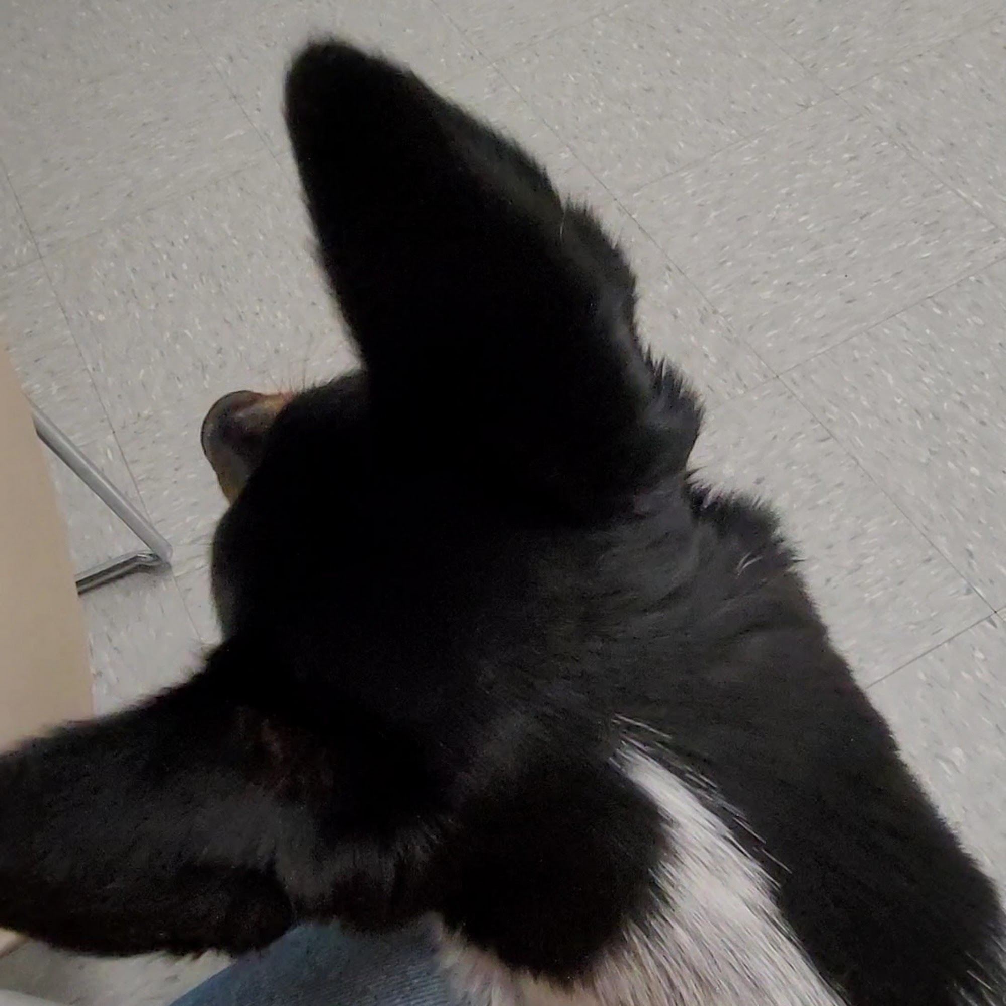 Rebecca Darland Pet Clinic, Inc Festus