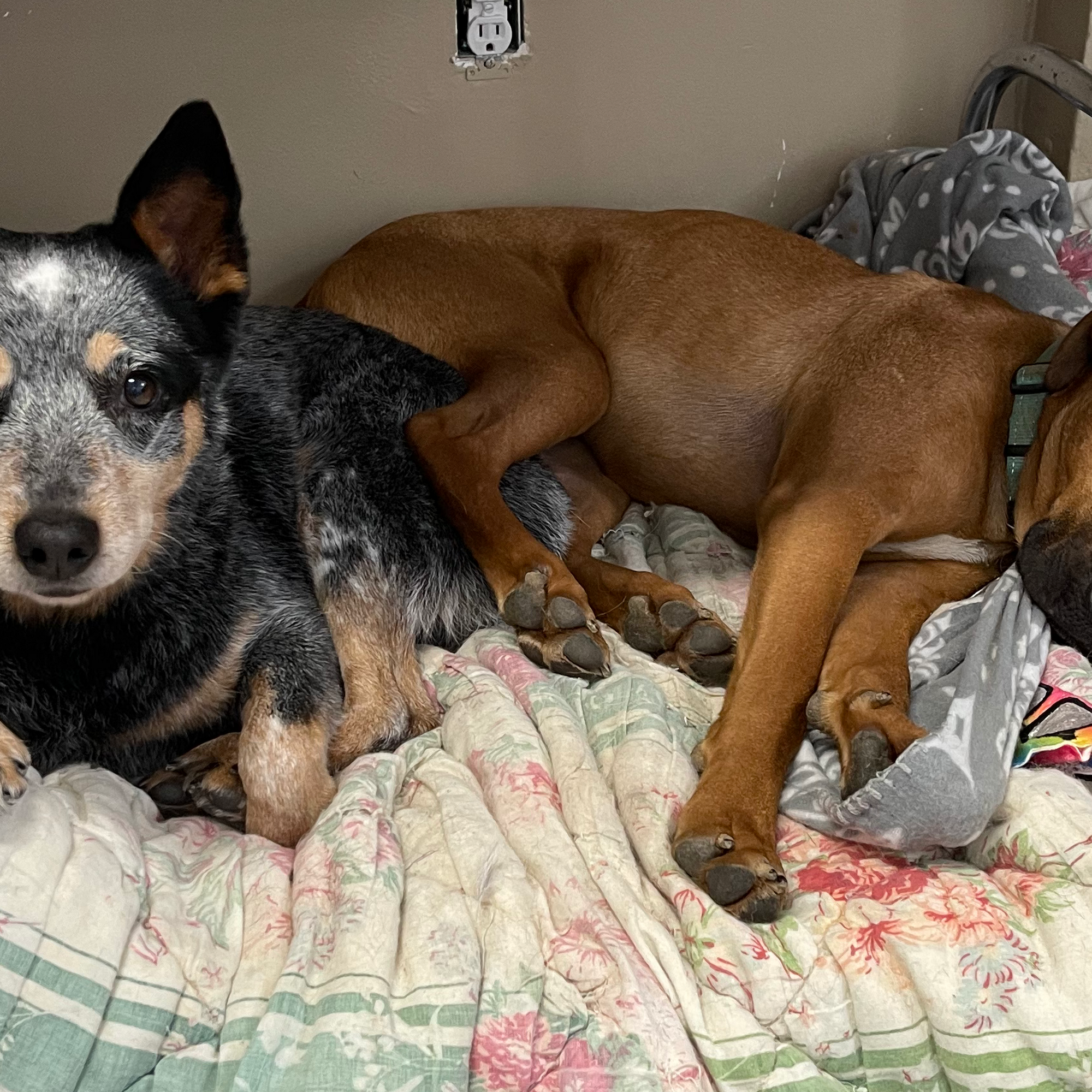 Paw Prints Grooming Festus