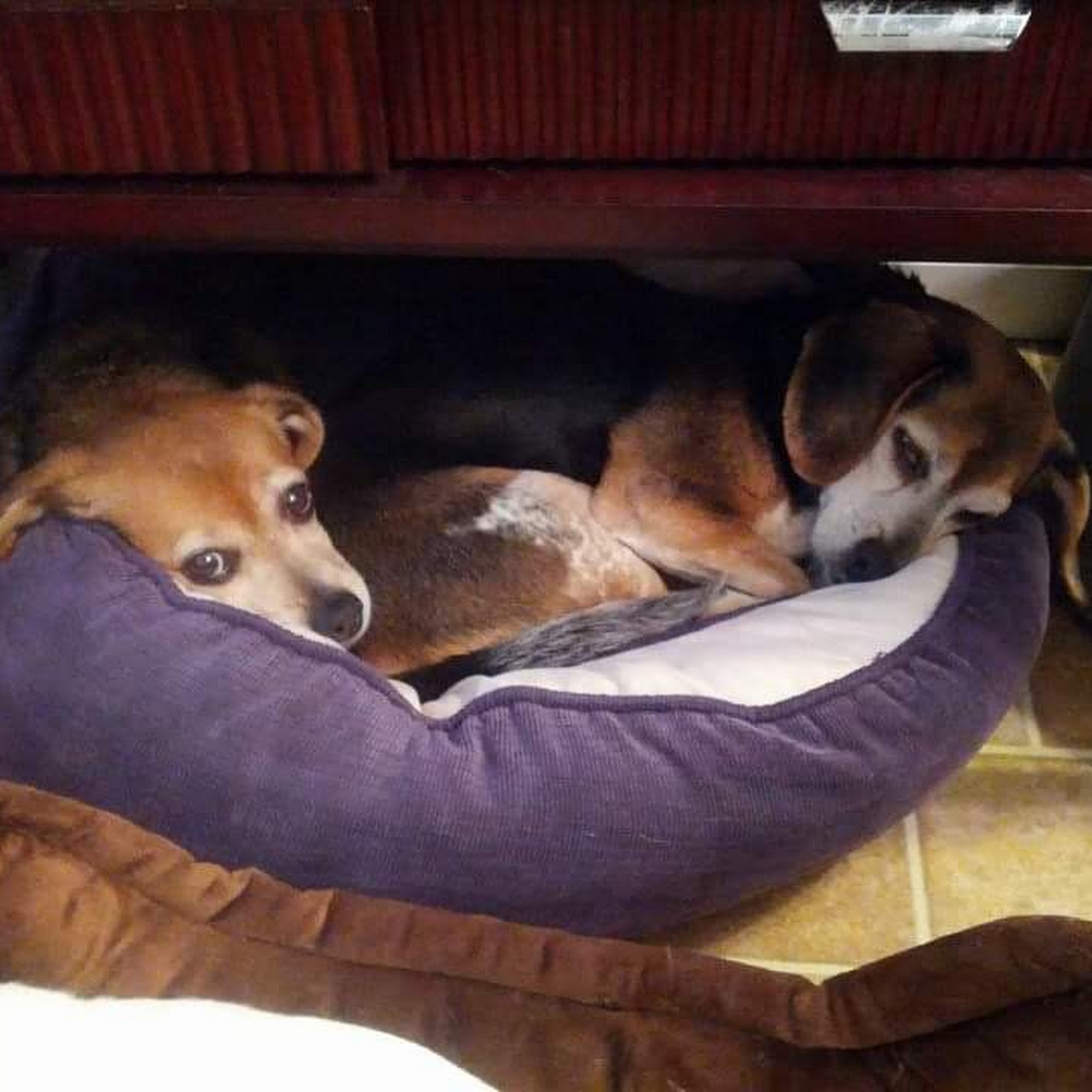 Howdershell Animal Clinic Florissant