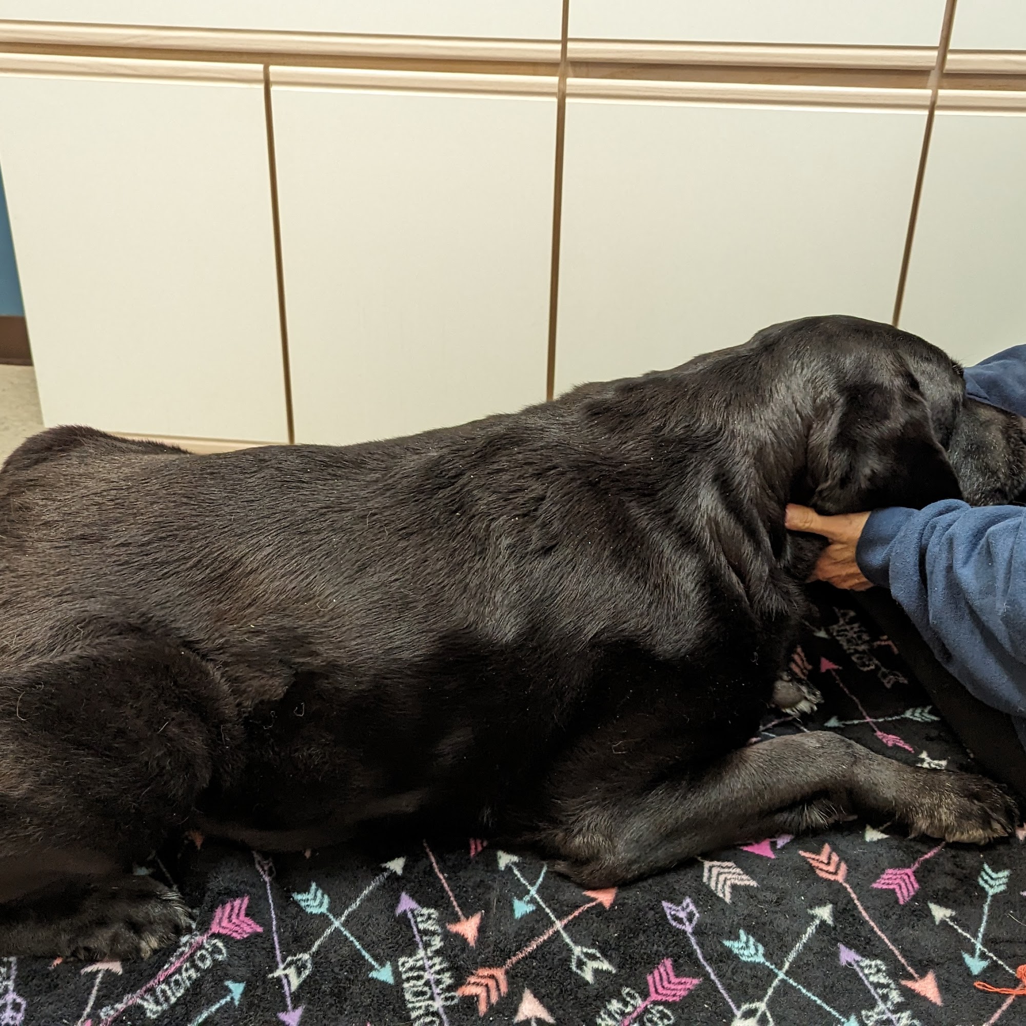 Pawpatch Animal Hospital Florissant