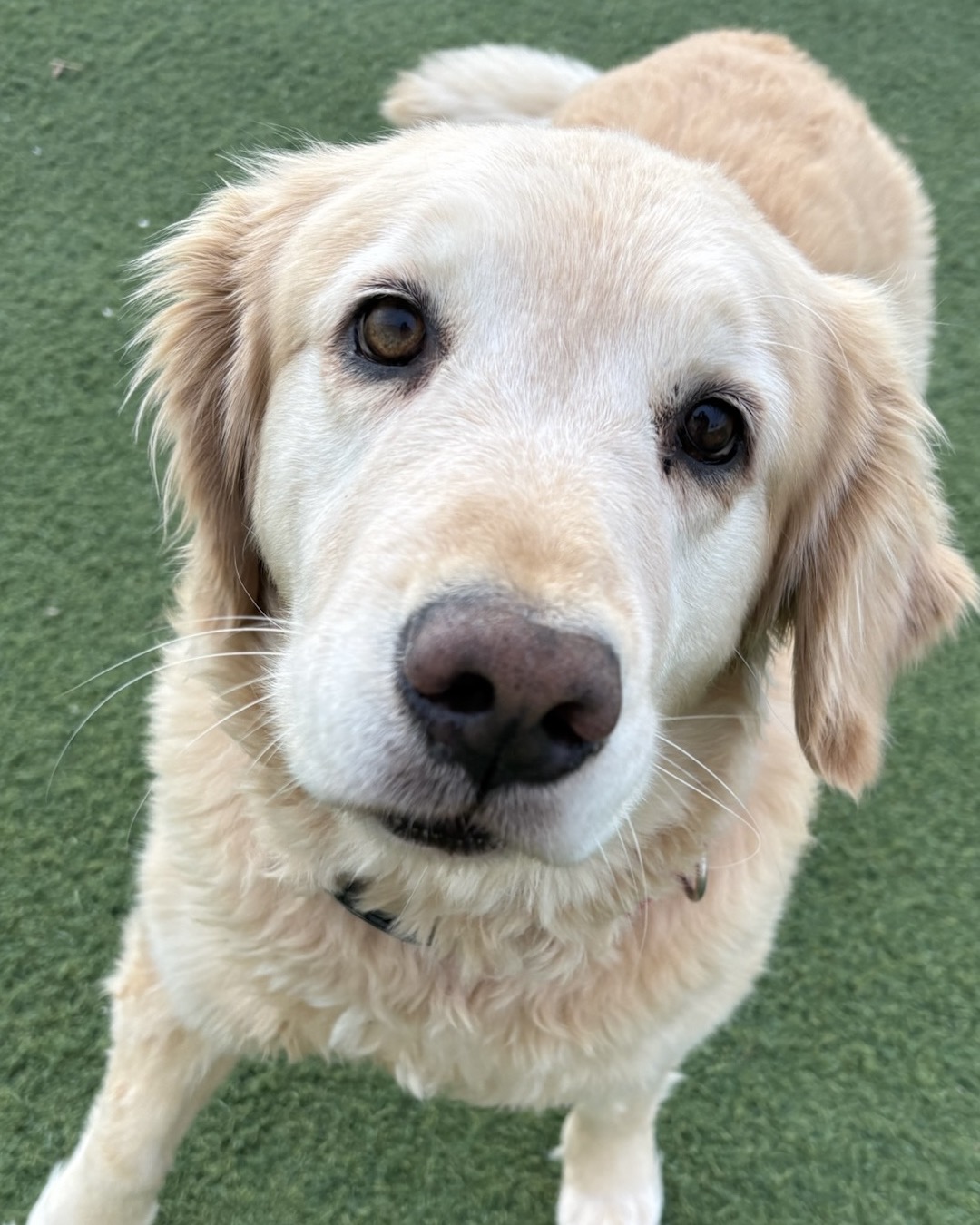 K9 Kamp Dog Training Foristell