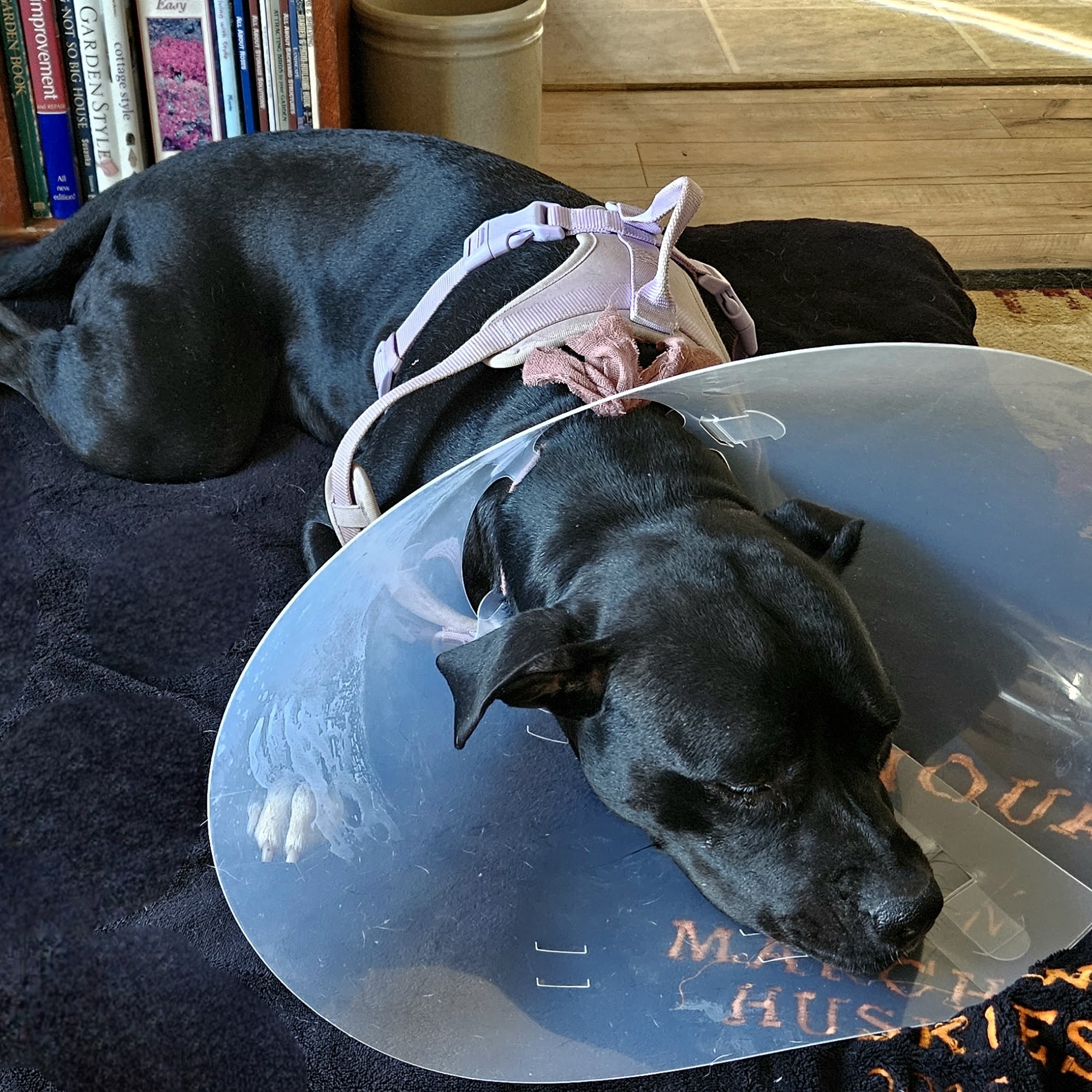 Fredericktown Animal Hospital Fredericktown