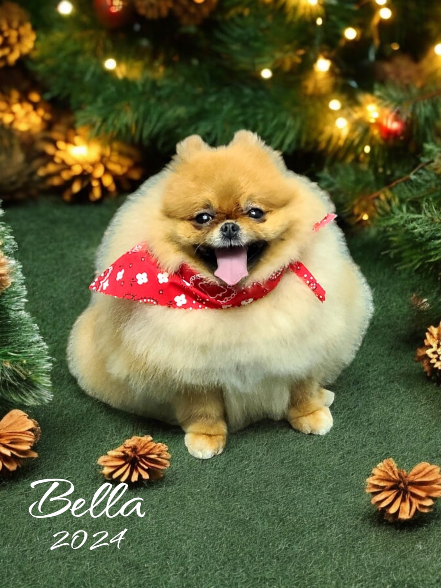 Groomer Has It Fredericktown