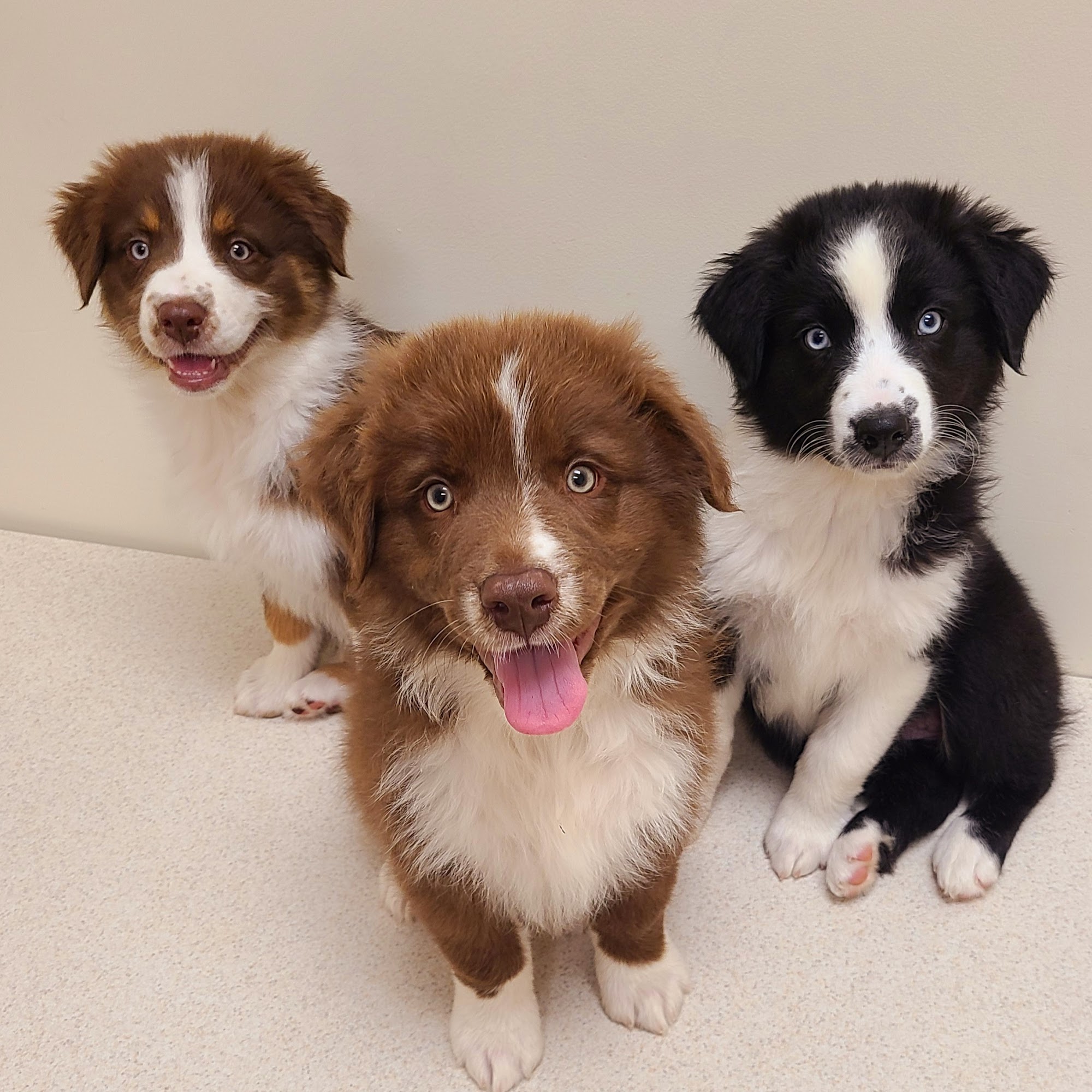 Midwest Veterinary Clinic: Penrod Cindy DVM Fulton