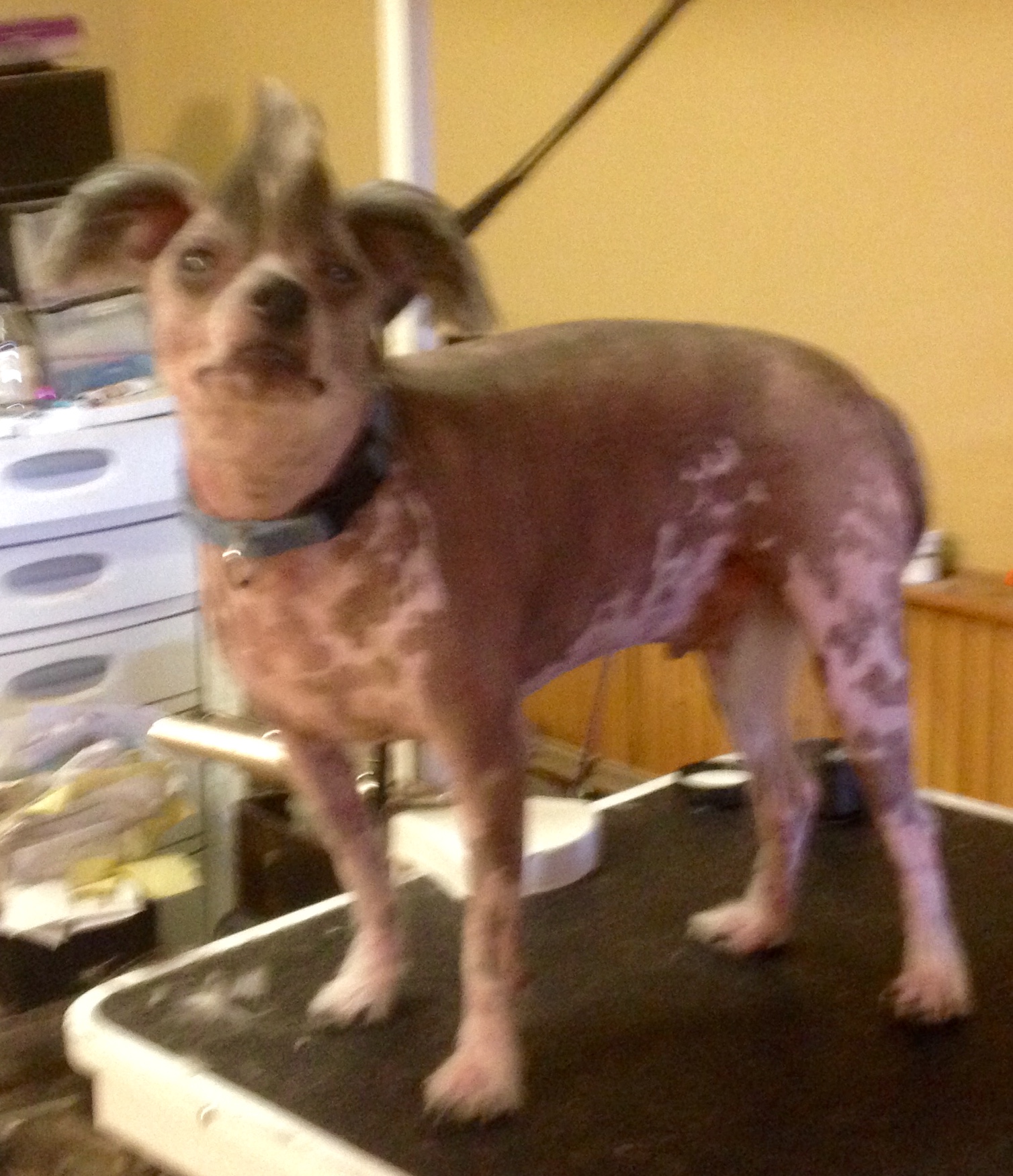 Adorable Grooms by JoDonna Fulton