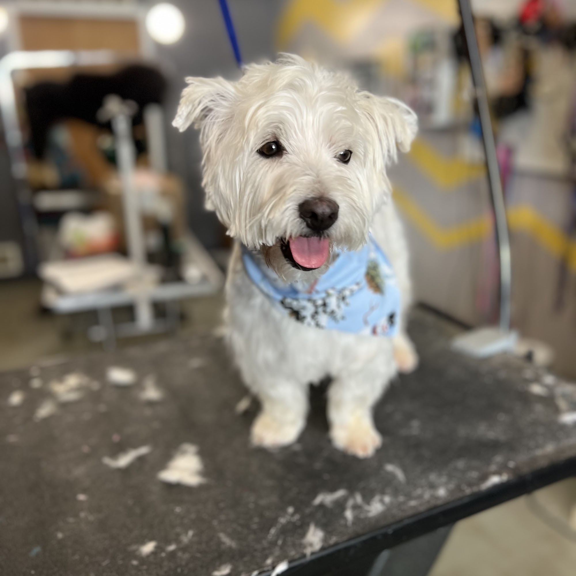 Champion Pet Salon LLC Fulton