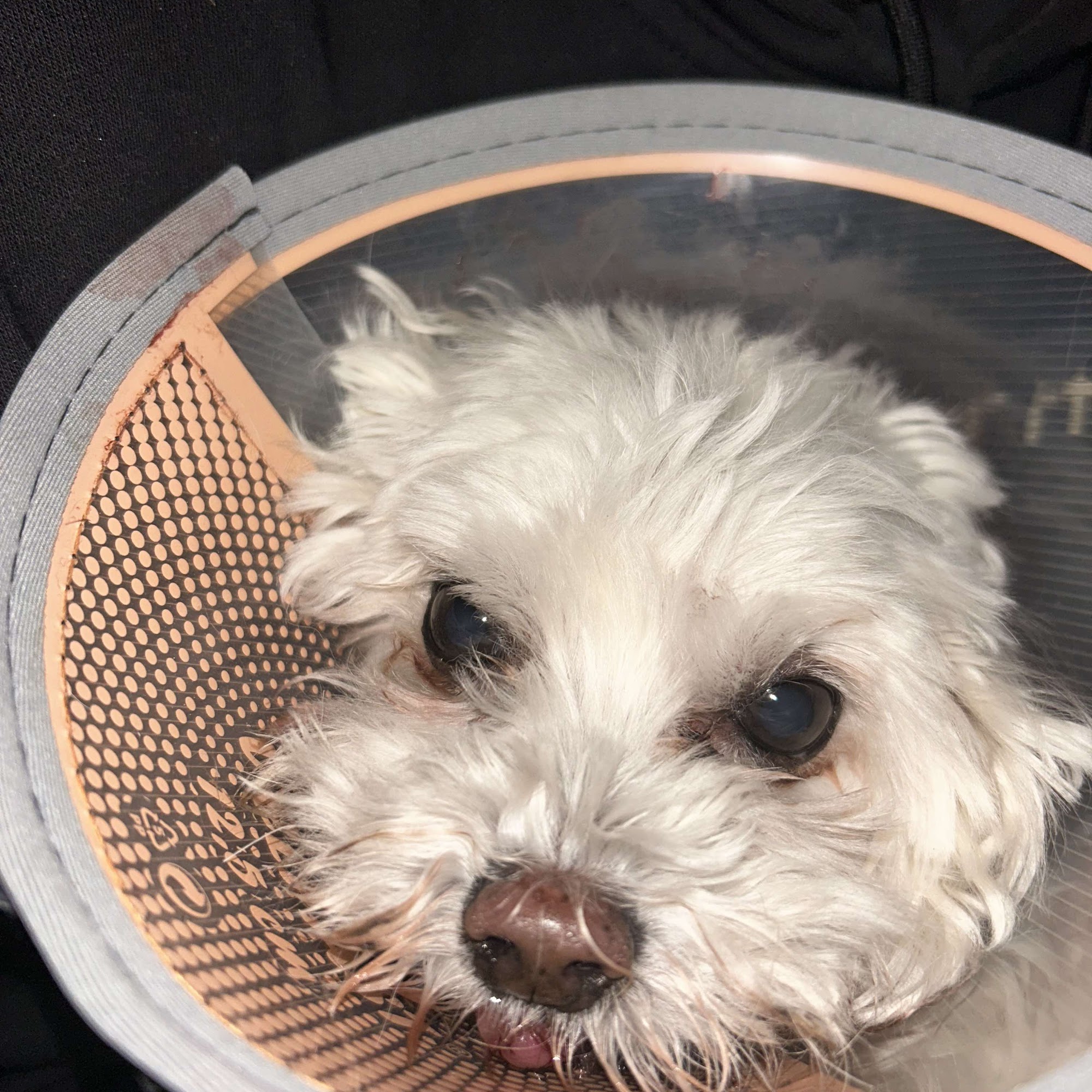 Gladstone Animal Clinic Gladstone