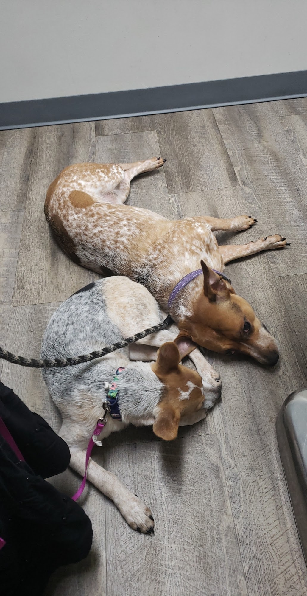 Animal Clinic of the Woodlands Gladstone