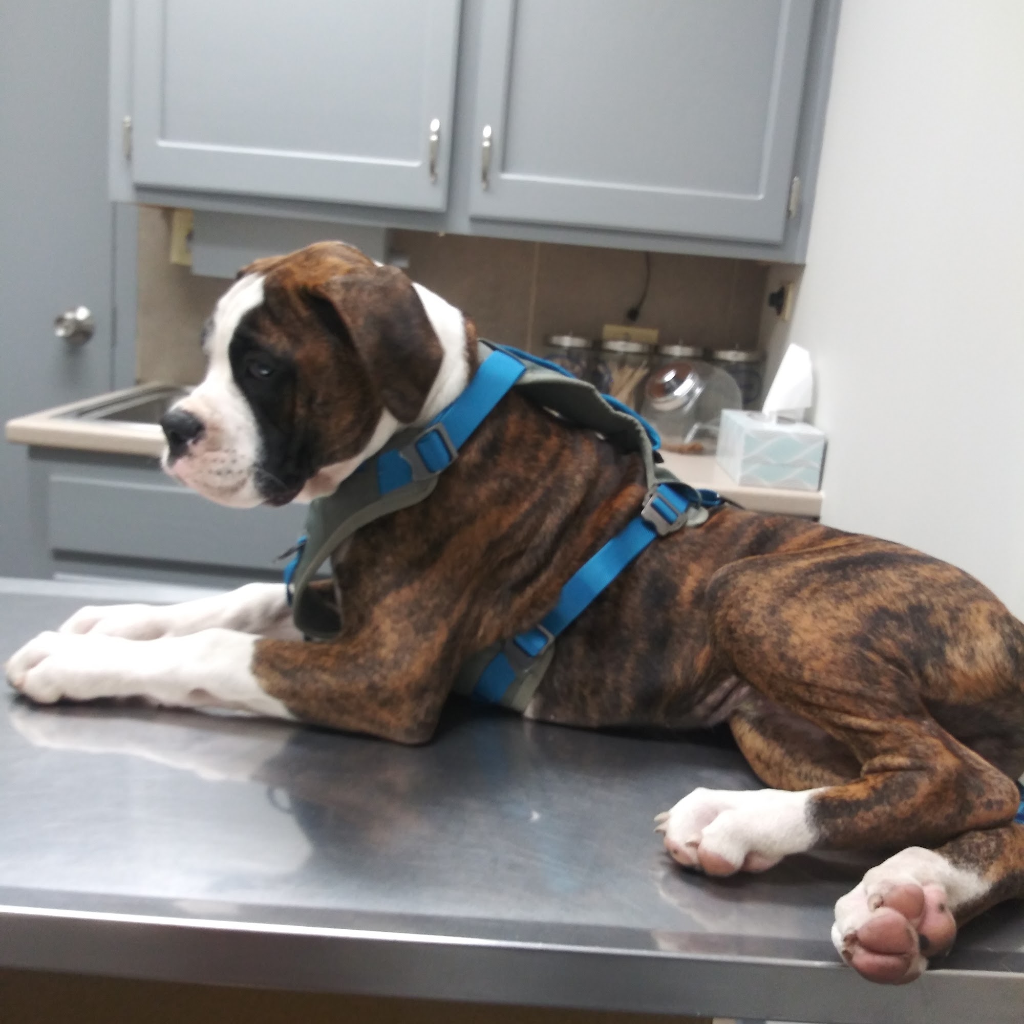 Animal Clinic of the Woodlands Gladstone