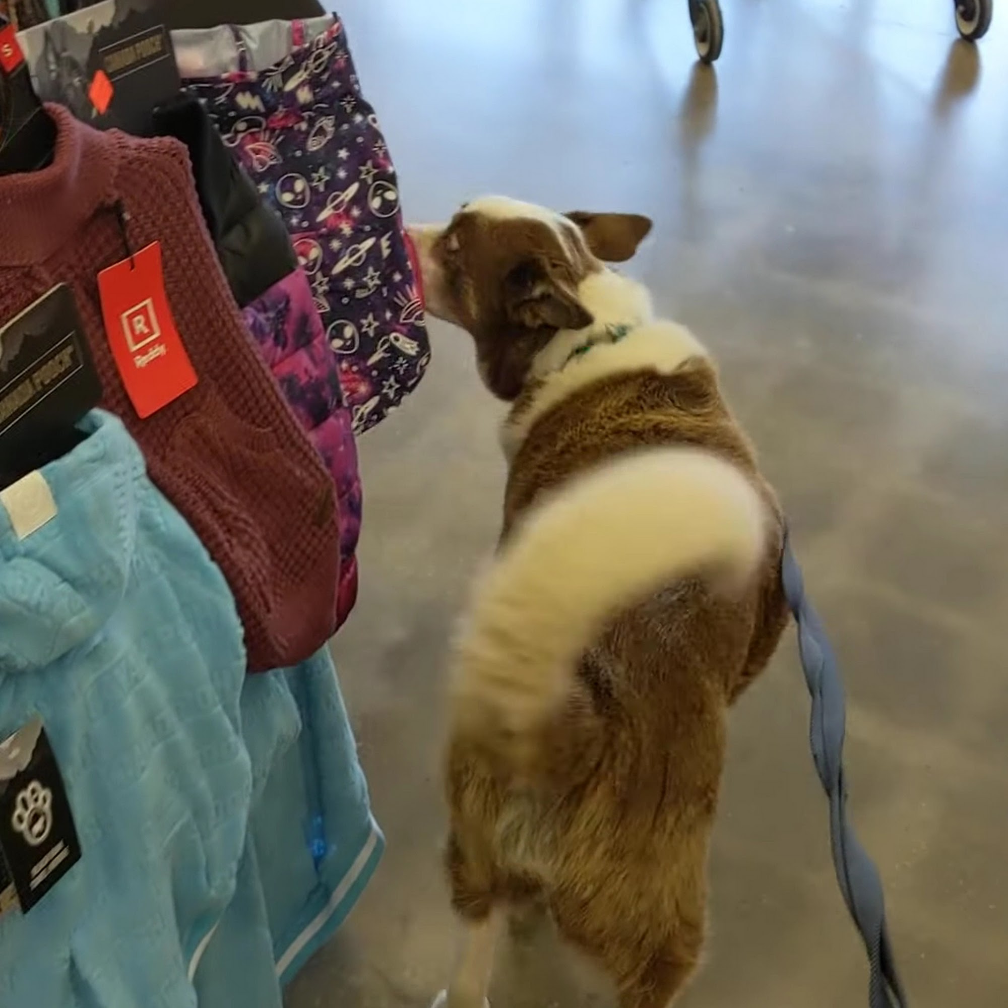 Petco Grandview