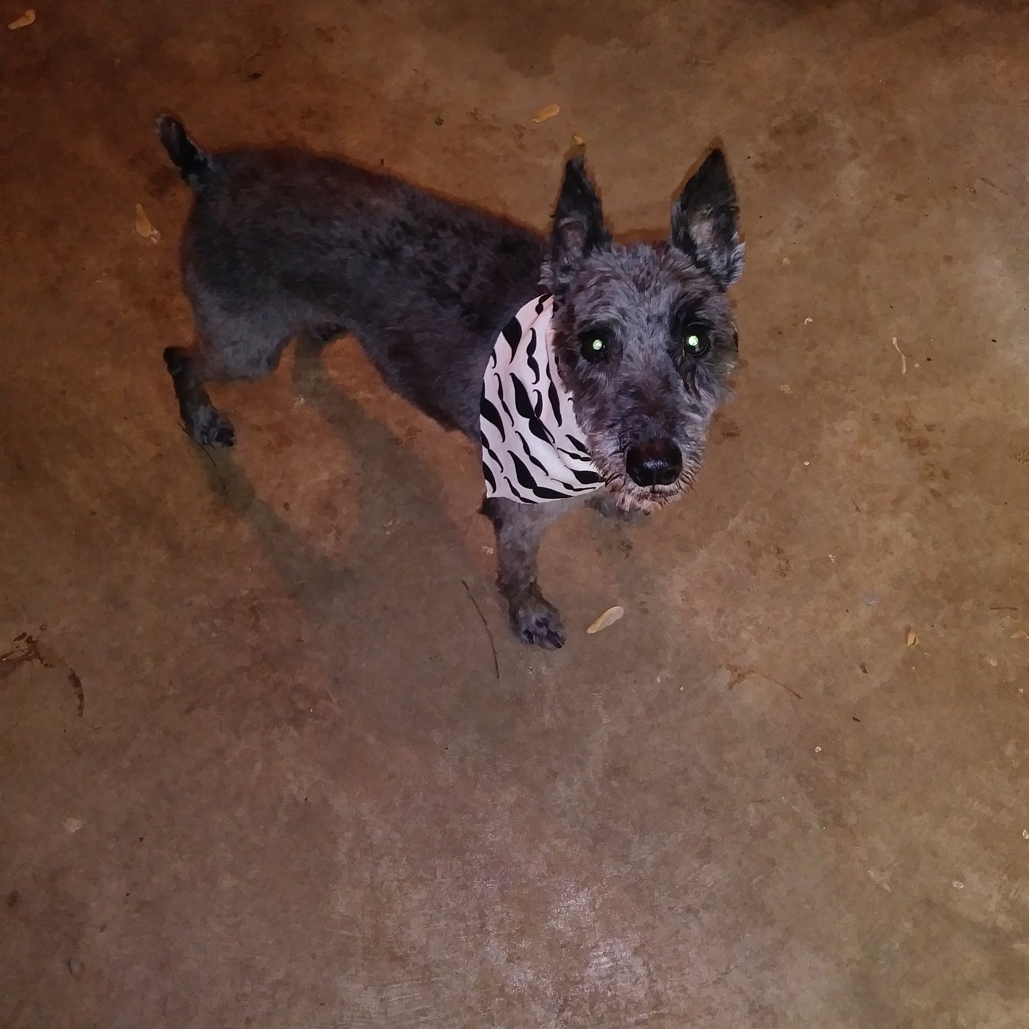 Grandview Animal Hospital: Twigg Brad DVM Grandview