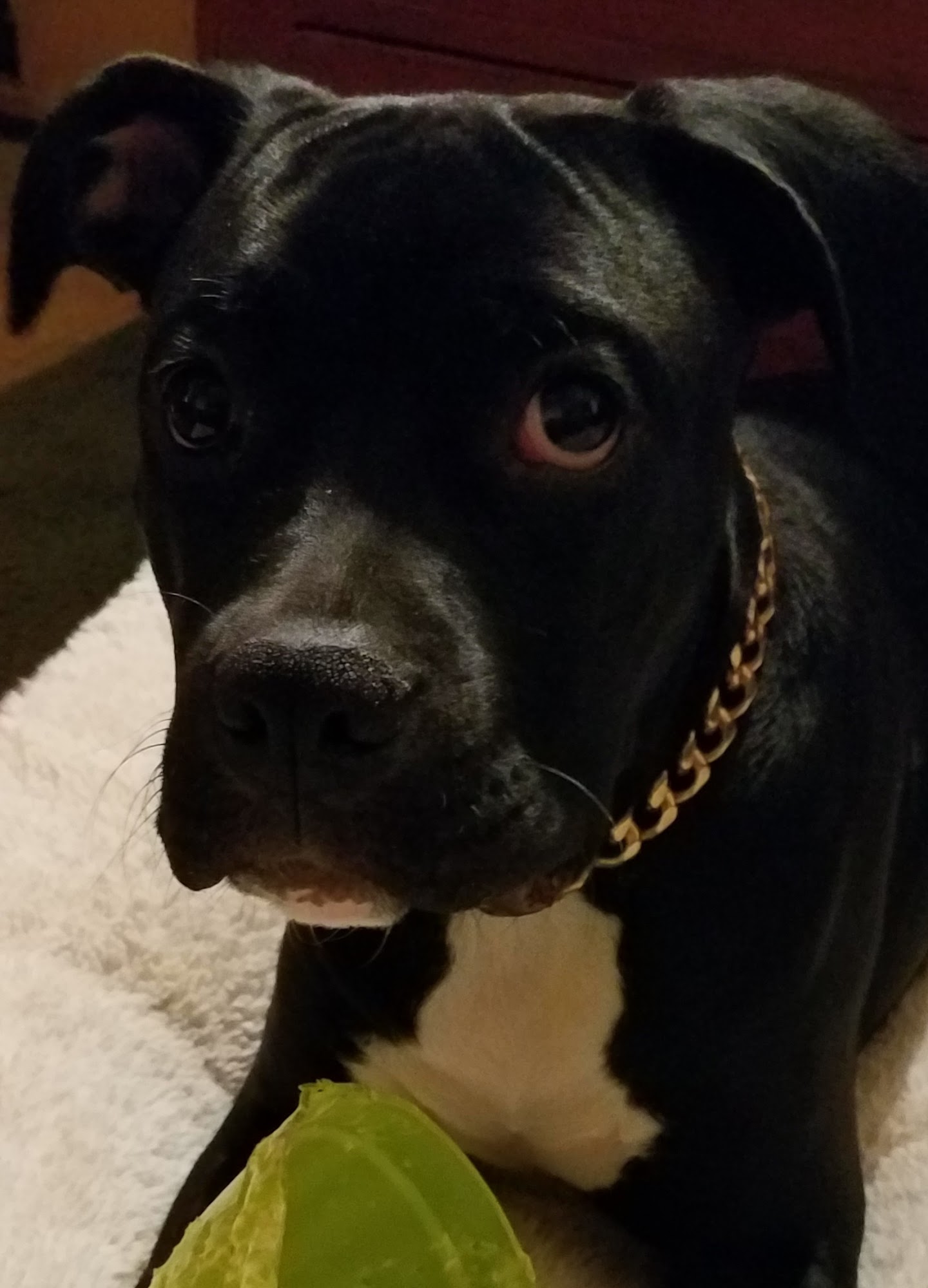 Harrisonville Animal Clinic Harrisonville