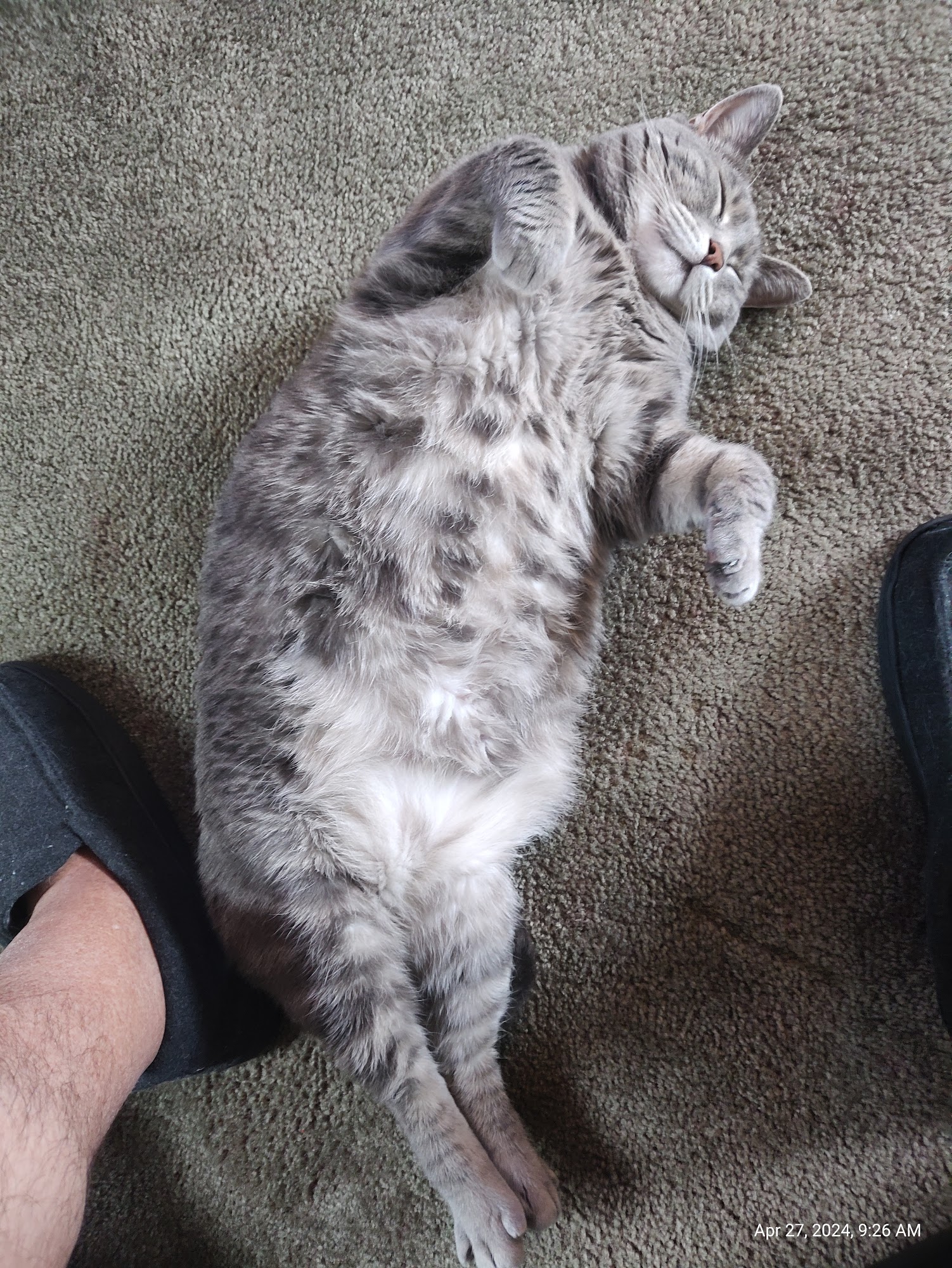 Pet Vet Animal Hospital Harrisonville