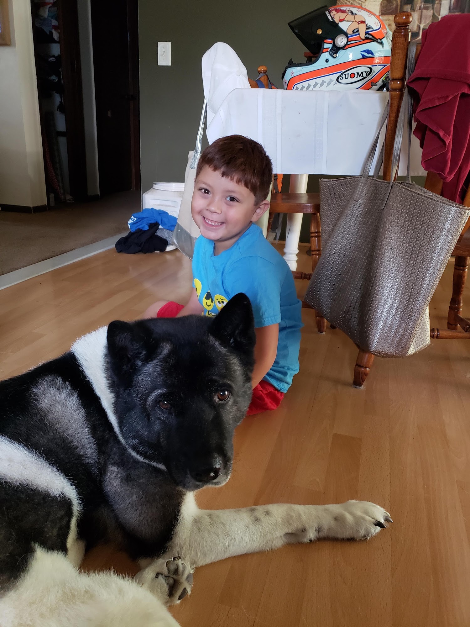 Koch-Stigge Veterinary Clinic Harrisonville