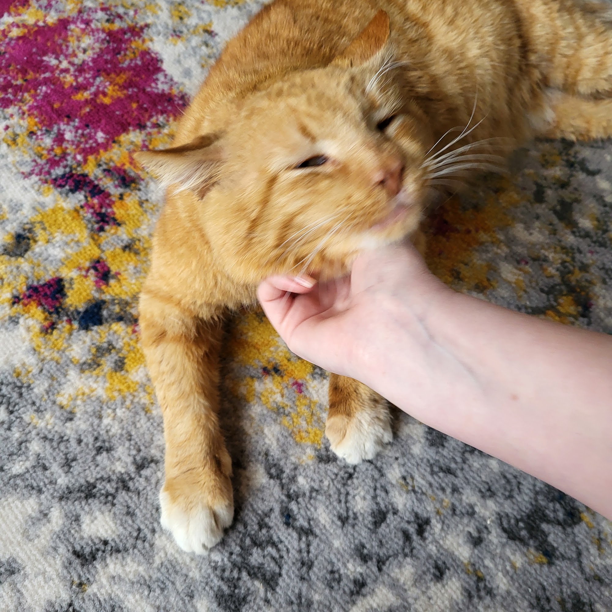 Prairie Tails Spa, LLC Harrisonville