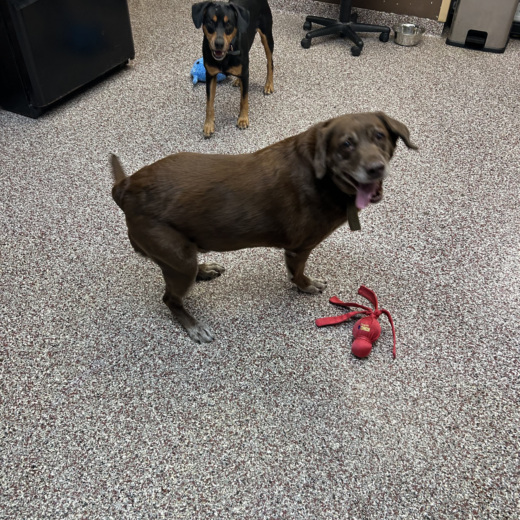 Camp Pet Vet Harrisonville