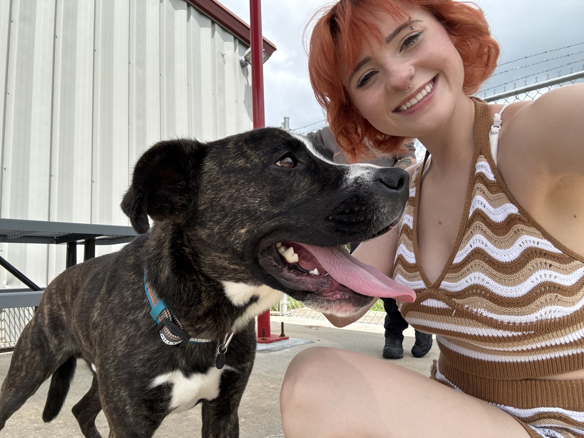 Harrisonville Animal Shelter Harrisonville