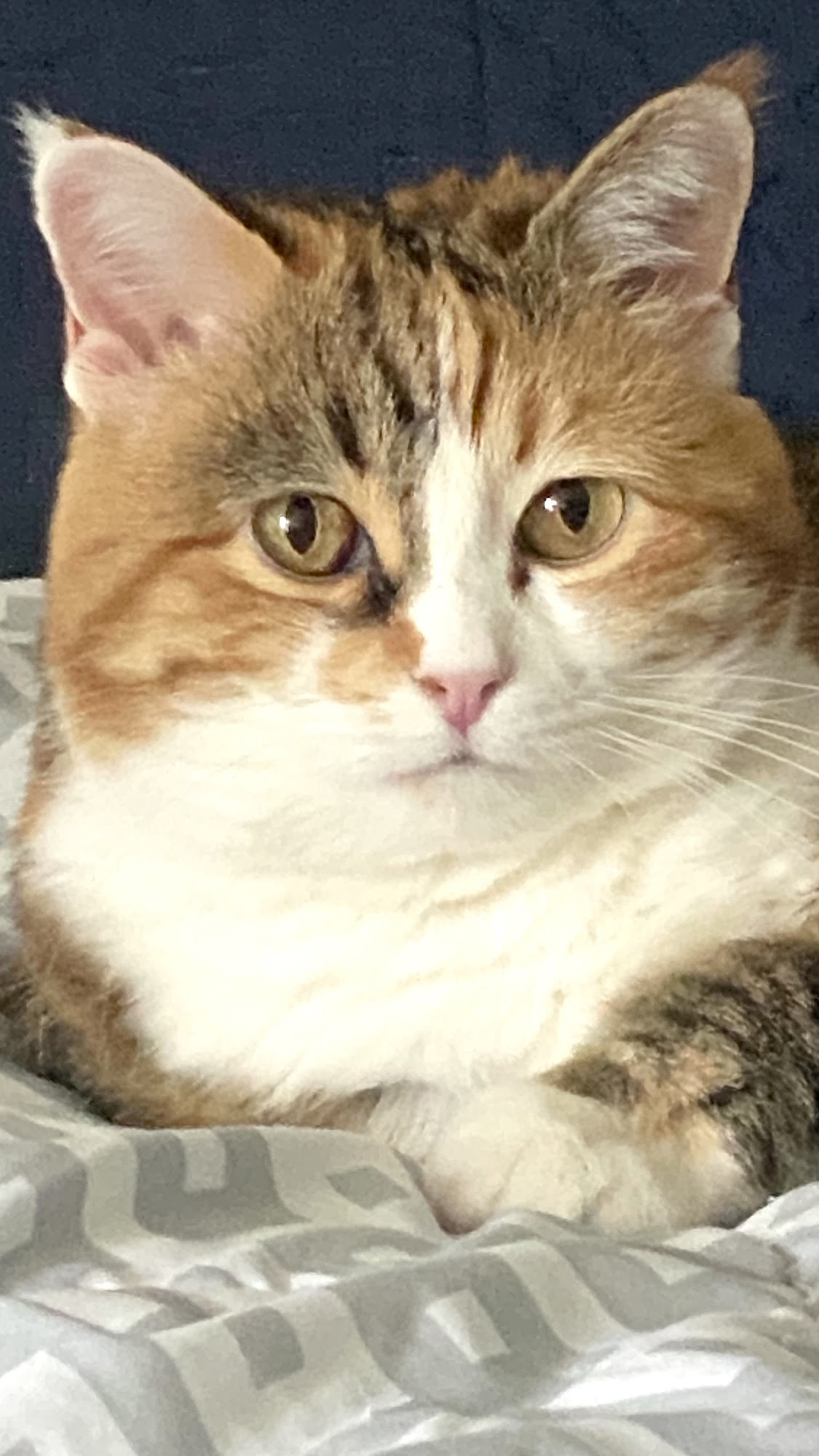 Martin Veterinary Hospital, LLC Herculaneum