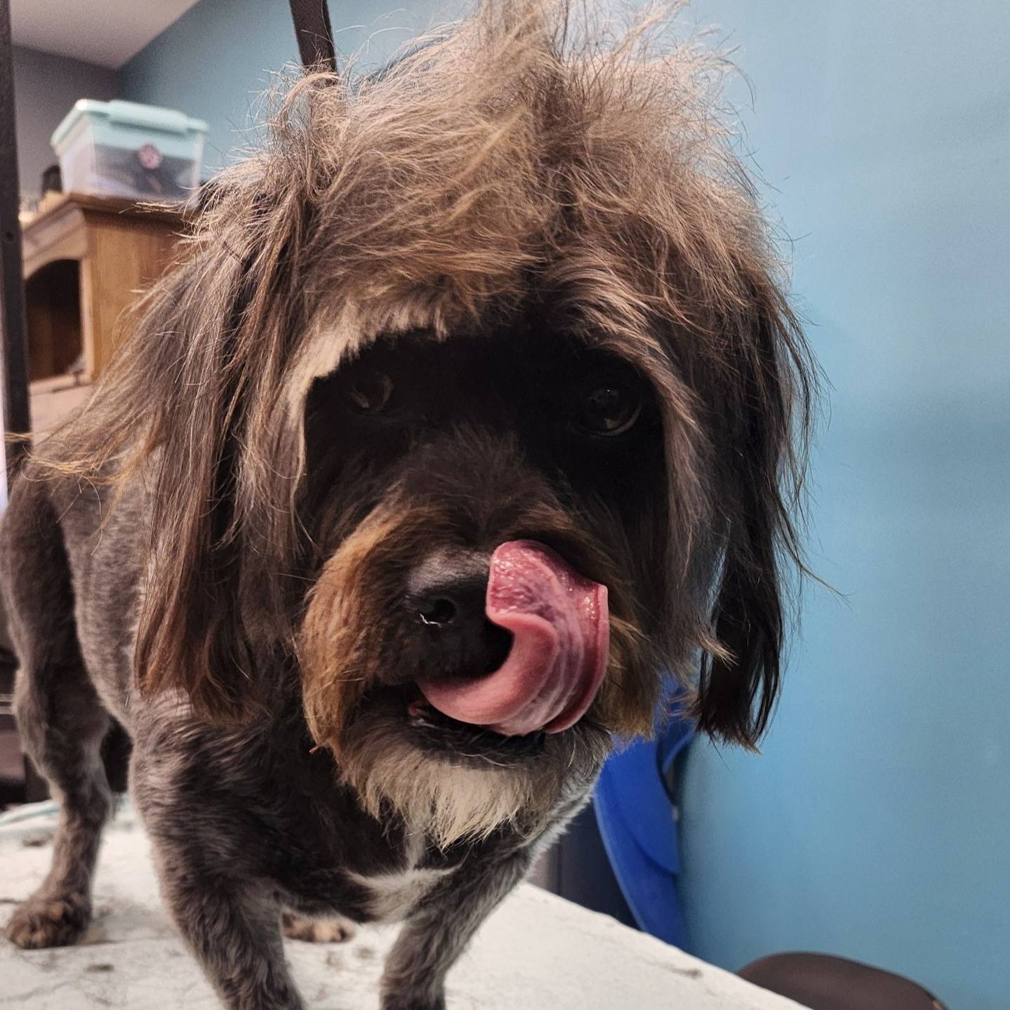 TLC Pet Services LLC Herculaneum