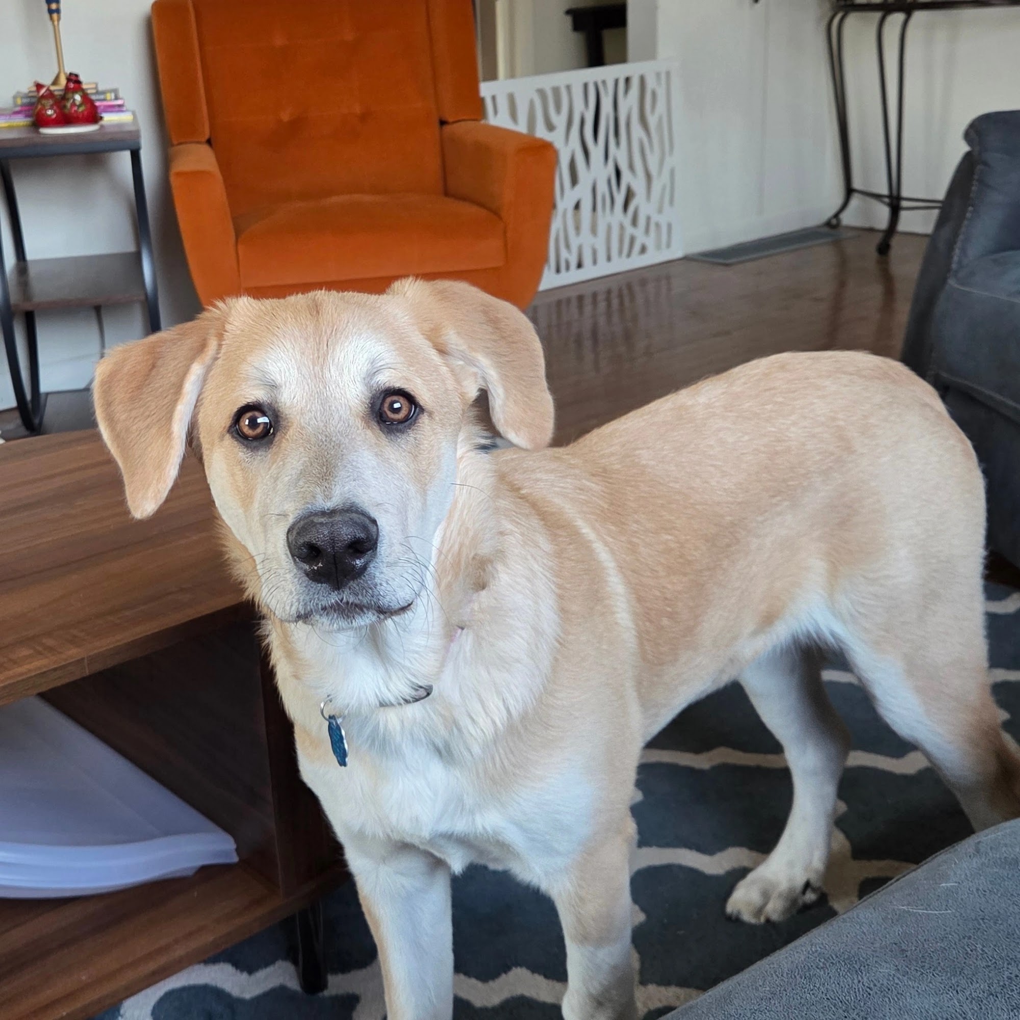 Hermann Veterinary Clinic Hermann