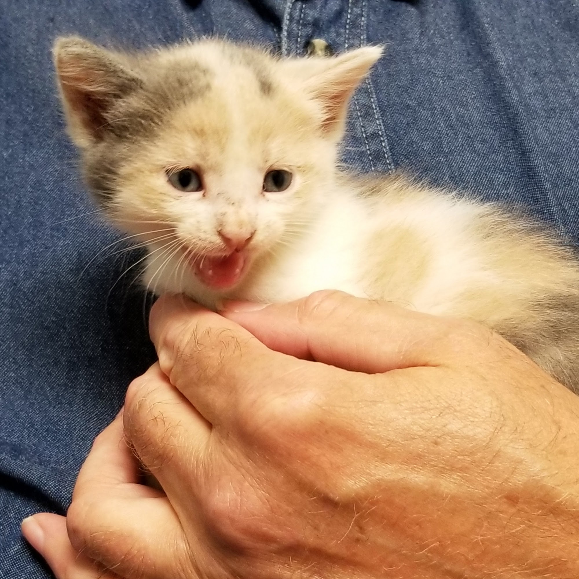 Murphy Animal Hospital High Ridge