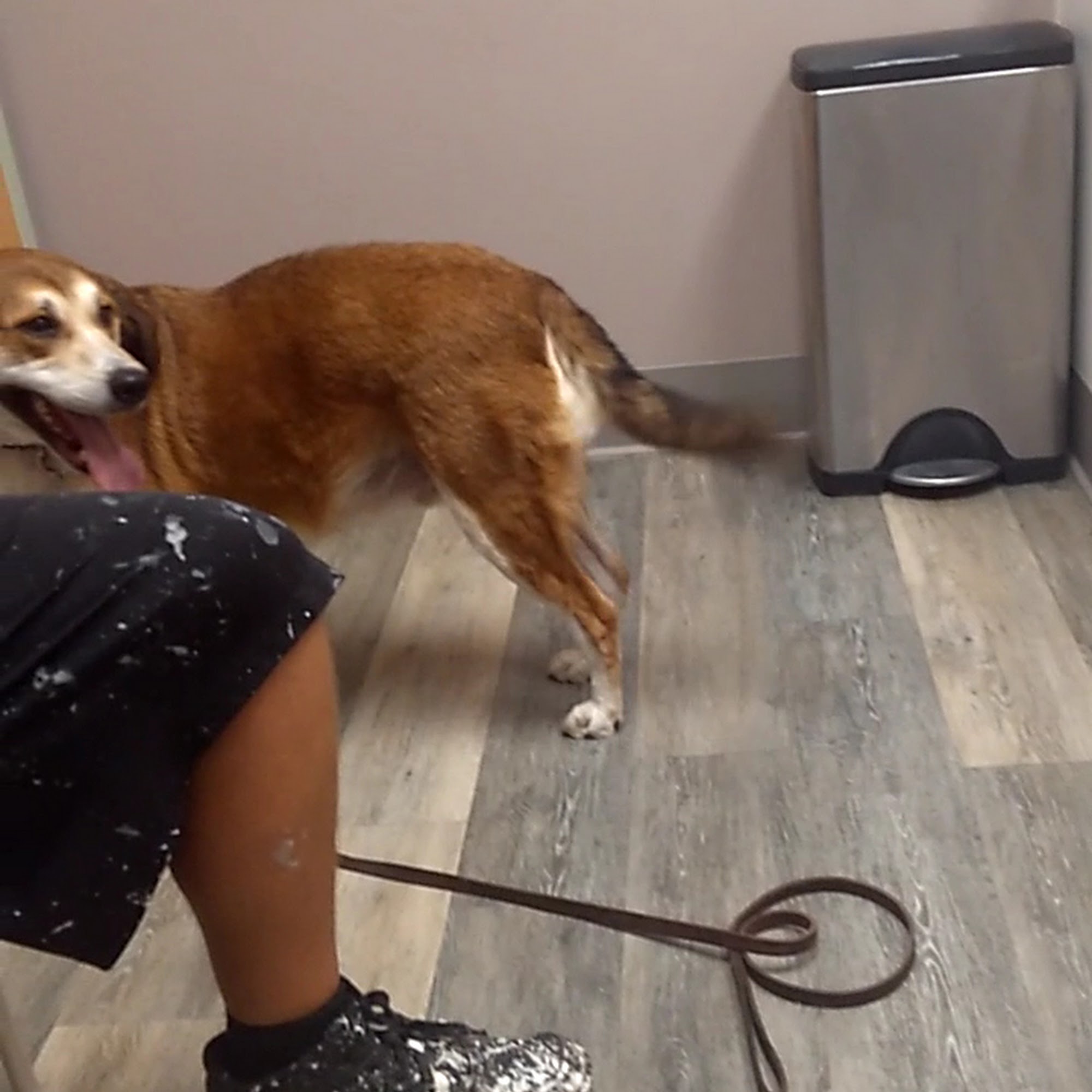 Ivan Animal Hospital House Springs