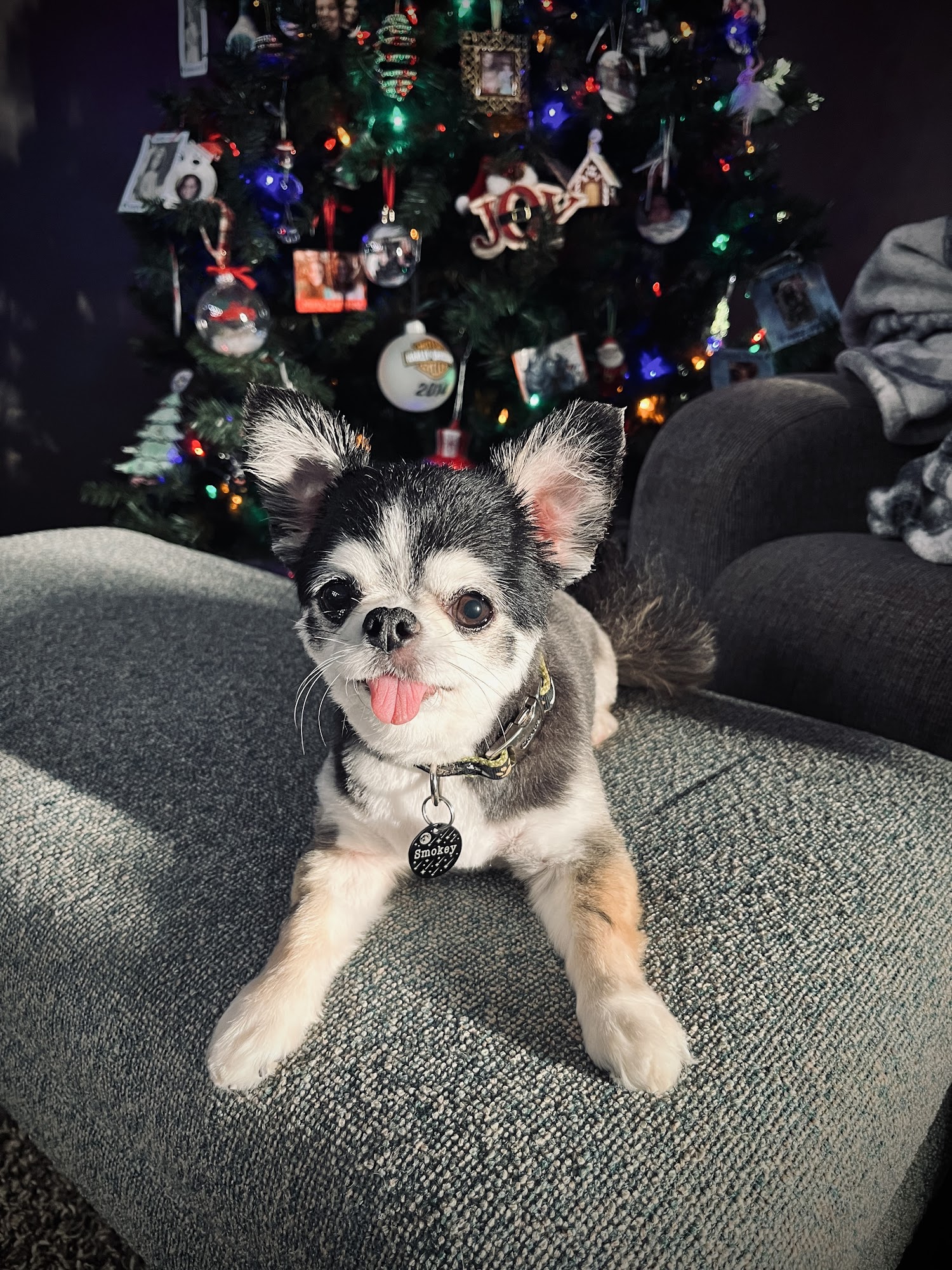 Diane's Pet Styles & Boarding Houston