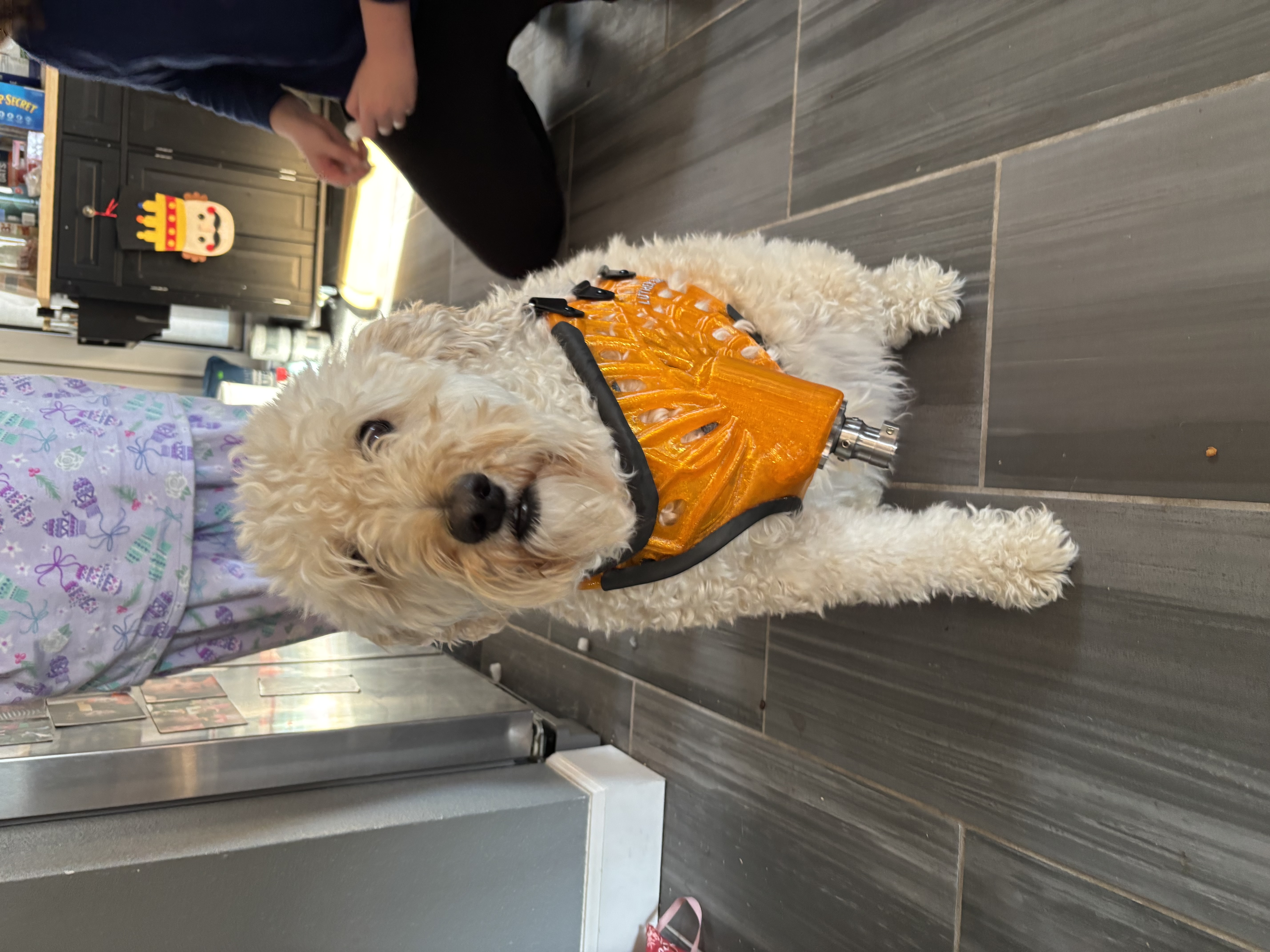 Diane's Pet Styles & Boarding Houston