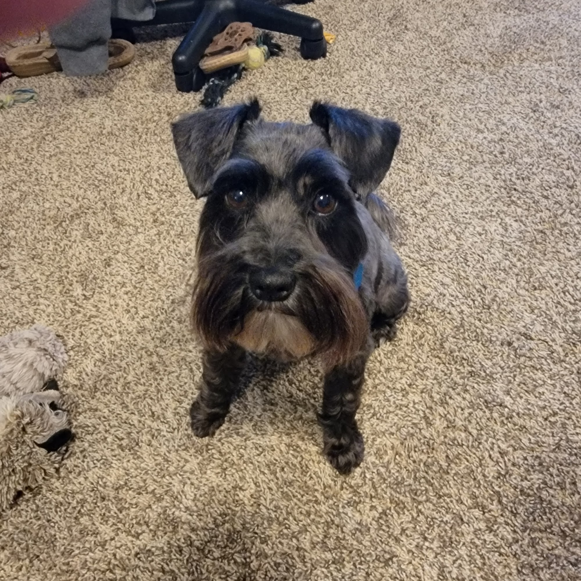 Houston Veterinary Hospital Houston