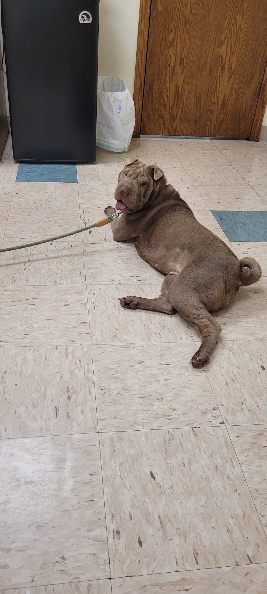 Houston Veterinary Hospital Houston