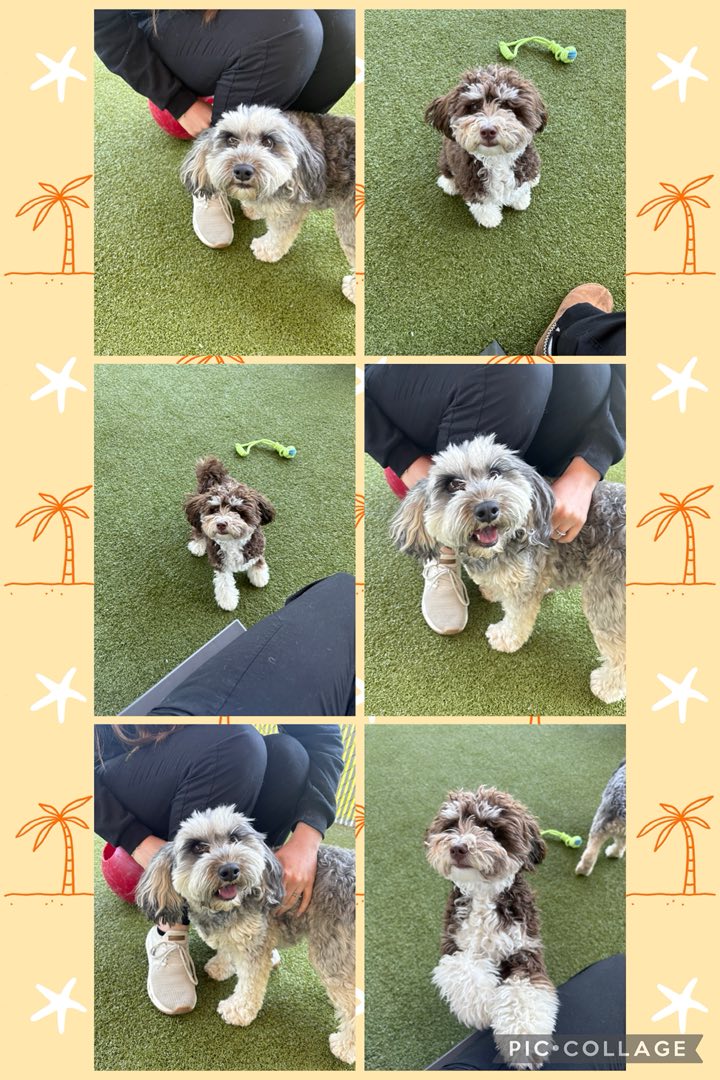 Imperial Animal Hospital Pet Lodge and Grooming Imperial